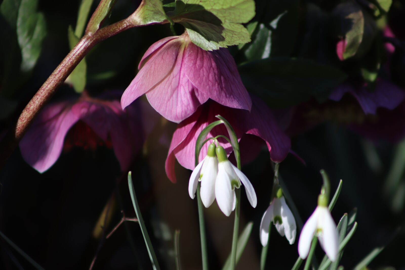 Canon EOS 800D (EOS Rebel T7i / EOS Kiss X9i) sample photo. Christmas rose, snowdrop, flowers photography
