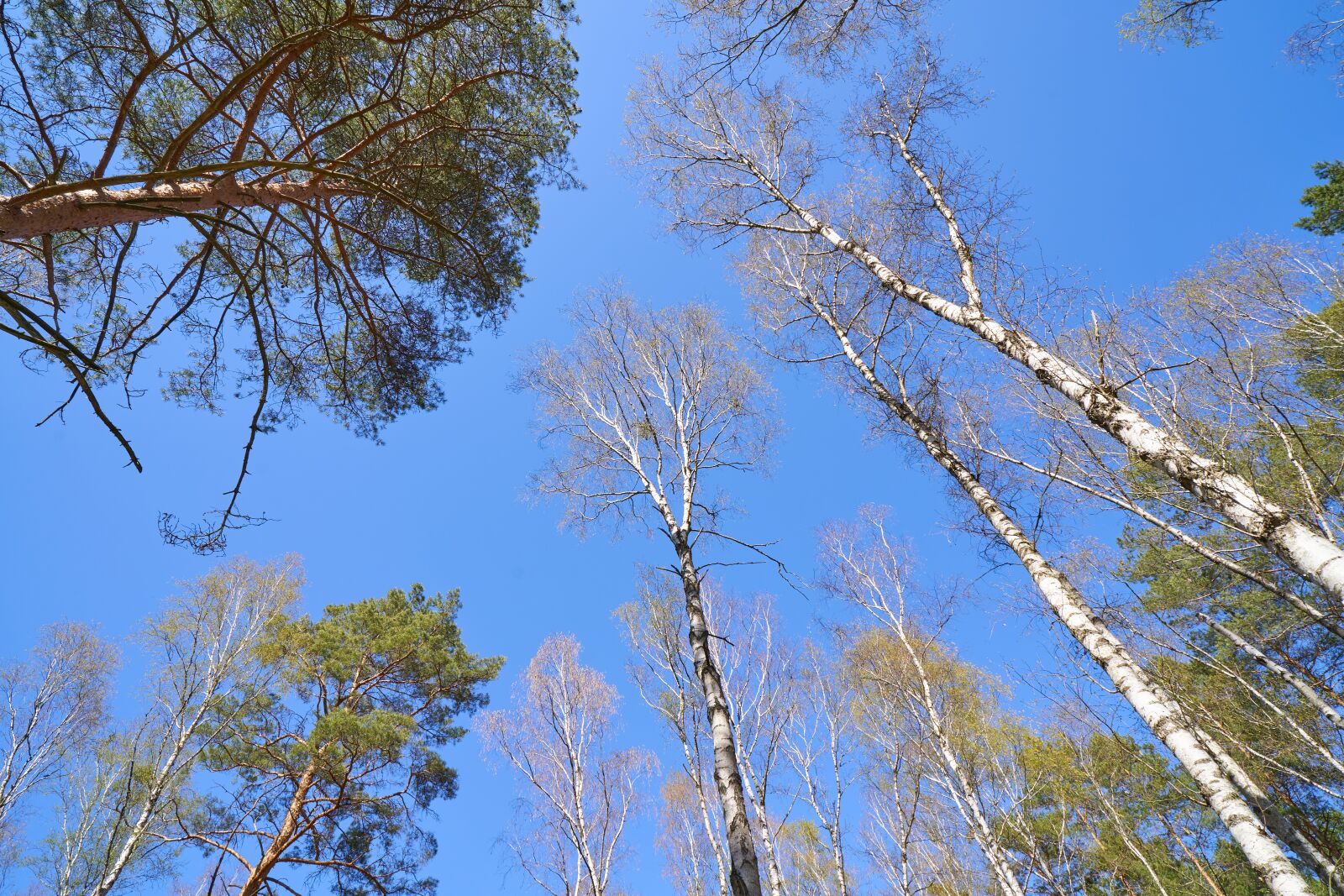 ZEISS Batis 18mm F2.8 sample photo. Tree, wood, sky photography