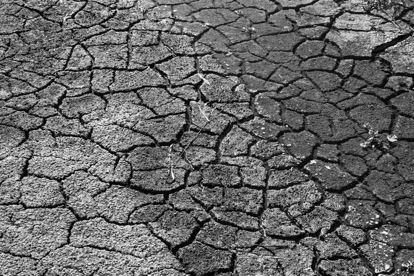 Sony a7R sample photo. Drought, mud, dry photography