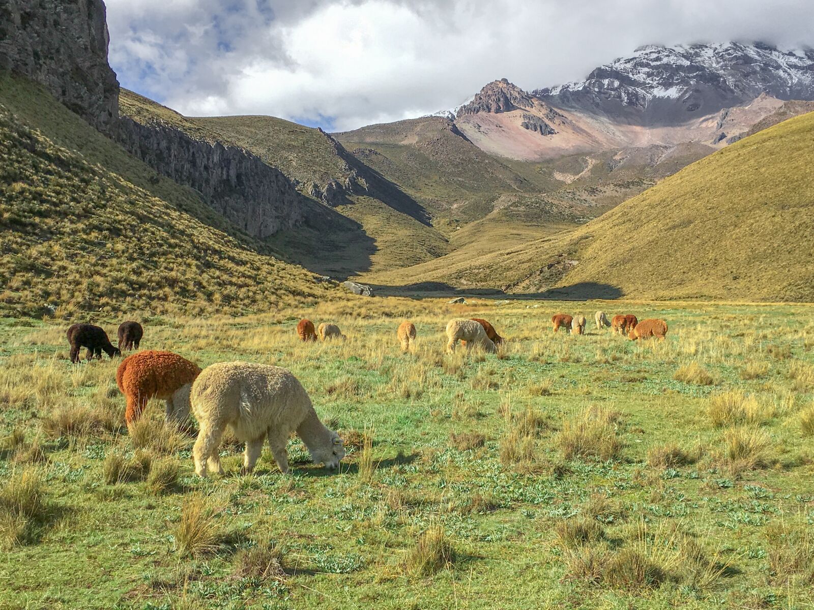 Apple iPhone 6s sample photo. Ecuador, plateau, alpacas photography