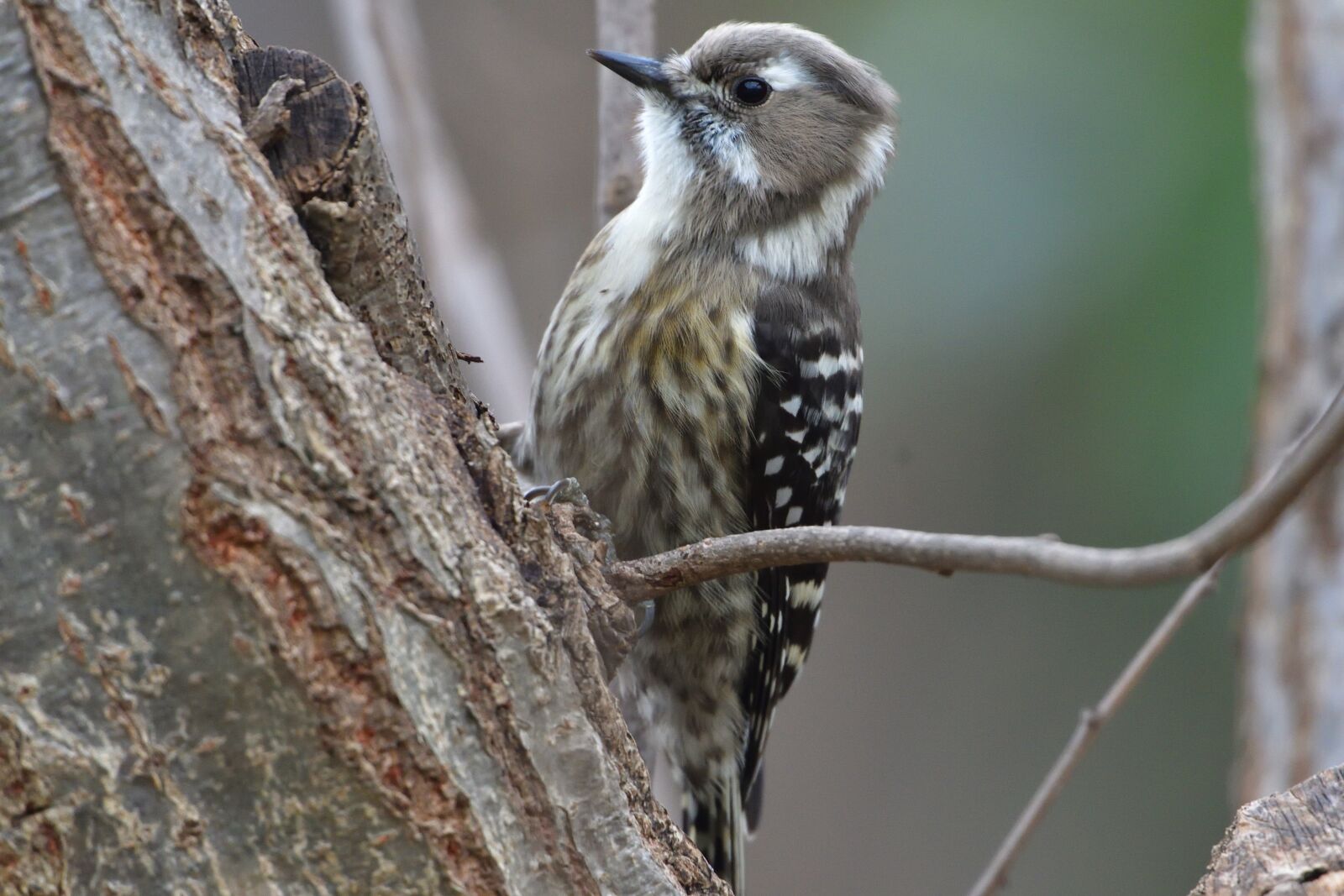 Nikon D500 sample photo. Wild animals, bird, natural photography