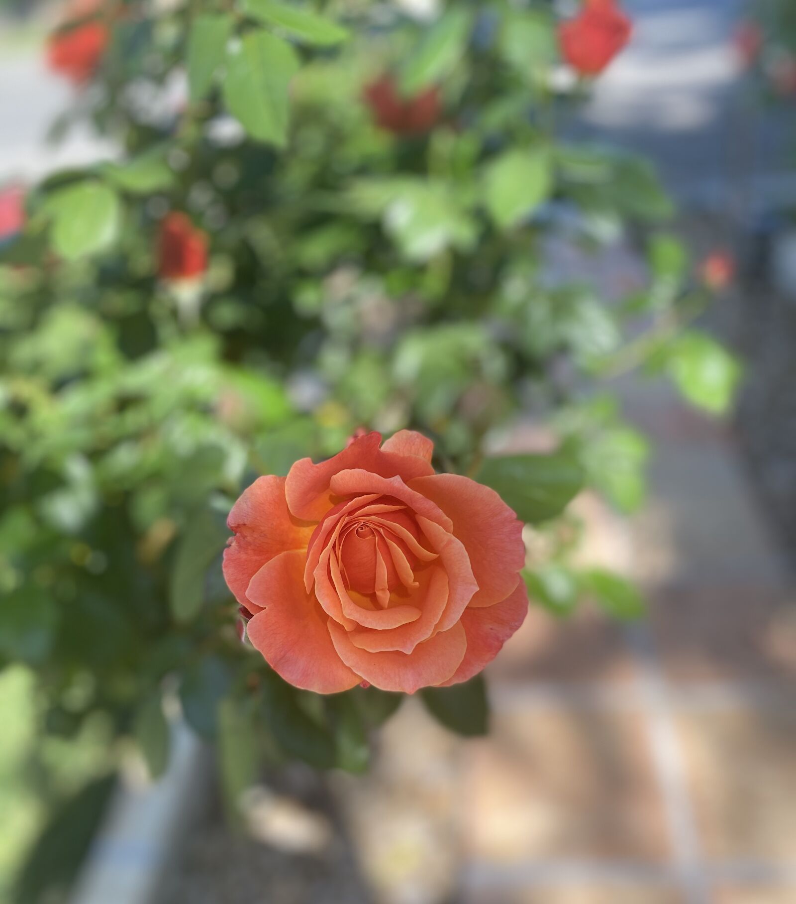 Apple iPhone 11 sample photo. Roses, nature, flowers photography