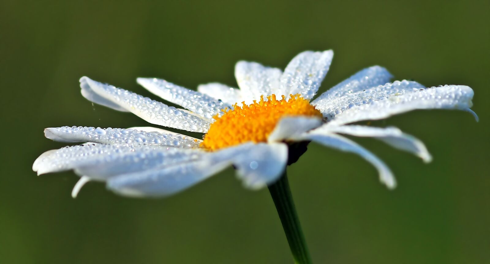 Olympus E-30 sample photo. Marguerite, dew, dewdrop photography