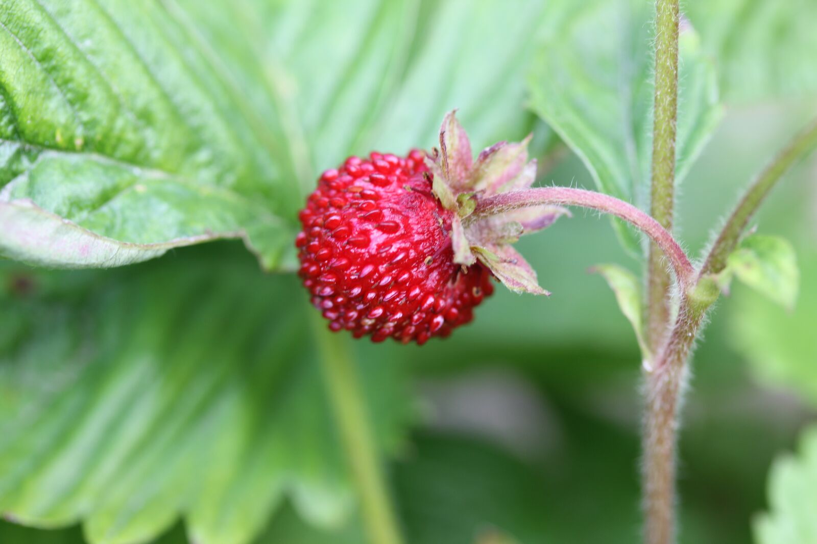 Canon EOS 550D (EOS Rebel T2i / EOS Kiss X4) sample photo. Garden, strawberry, fruits photography