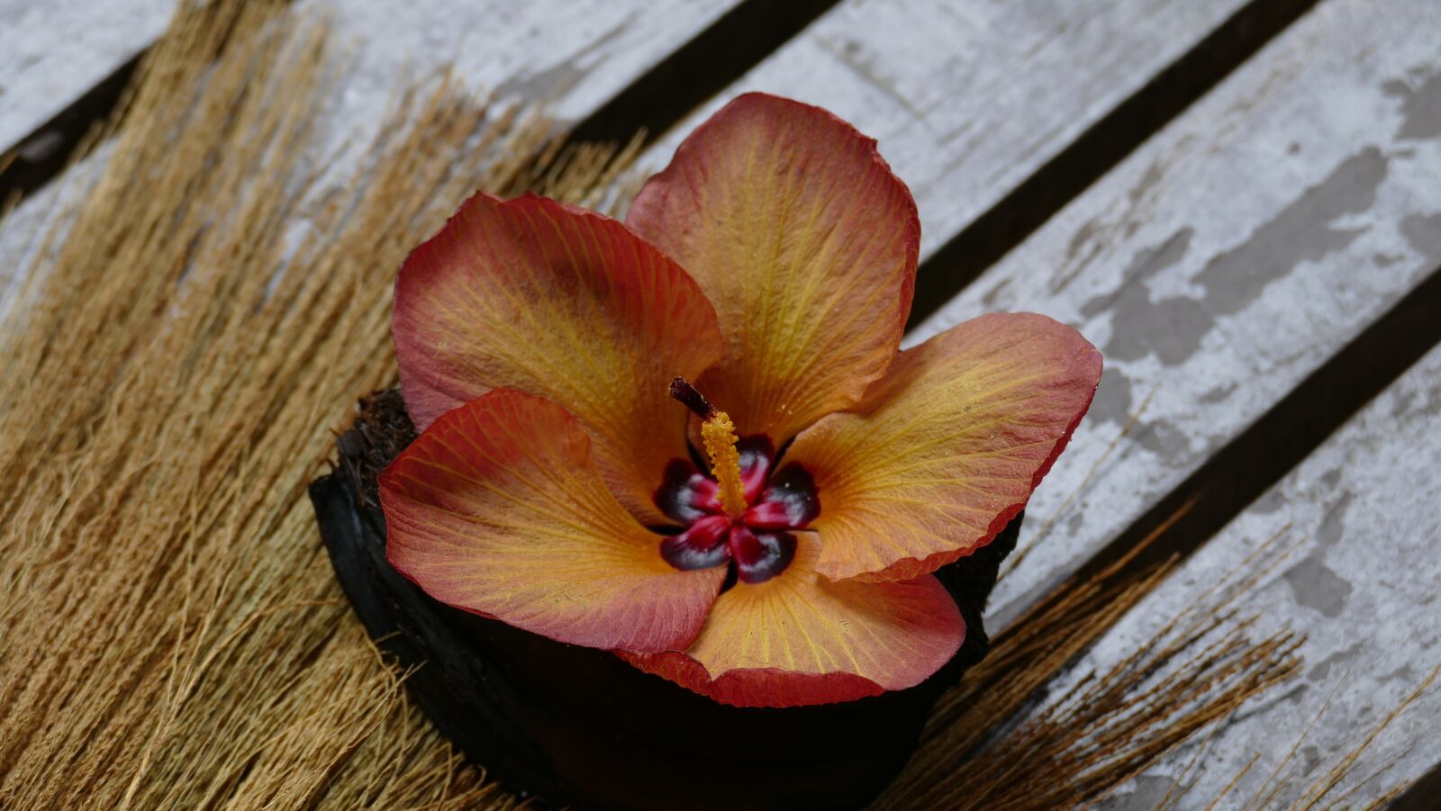 Leica V-Lux (Typ 114) sample photo. Blossom, bloom, exotic photography