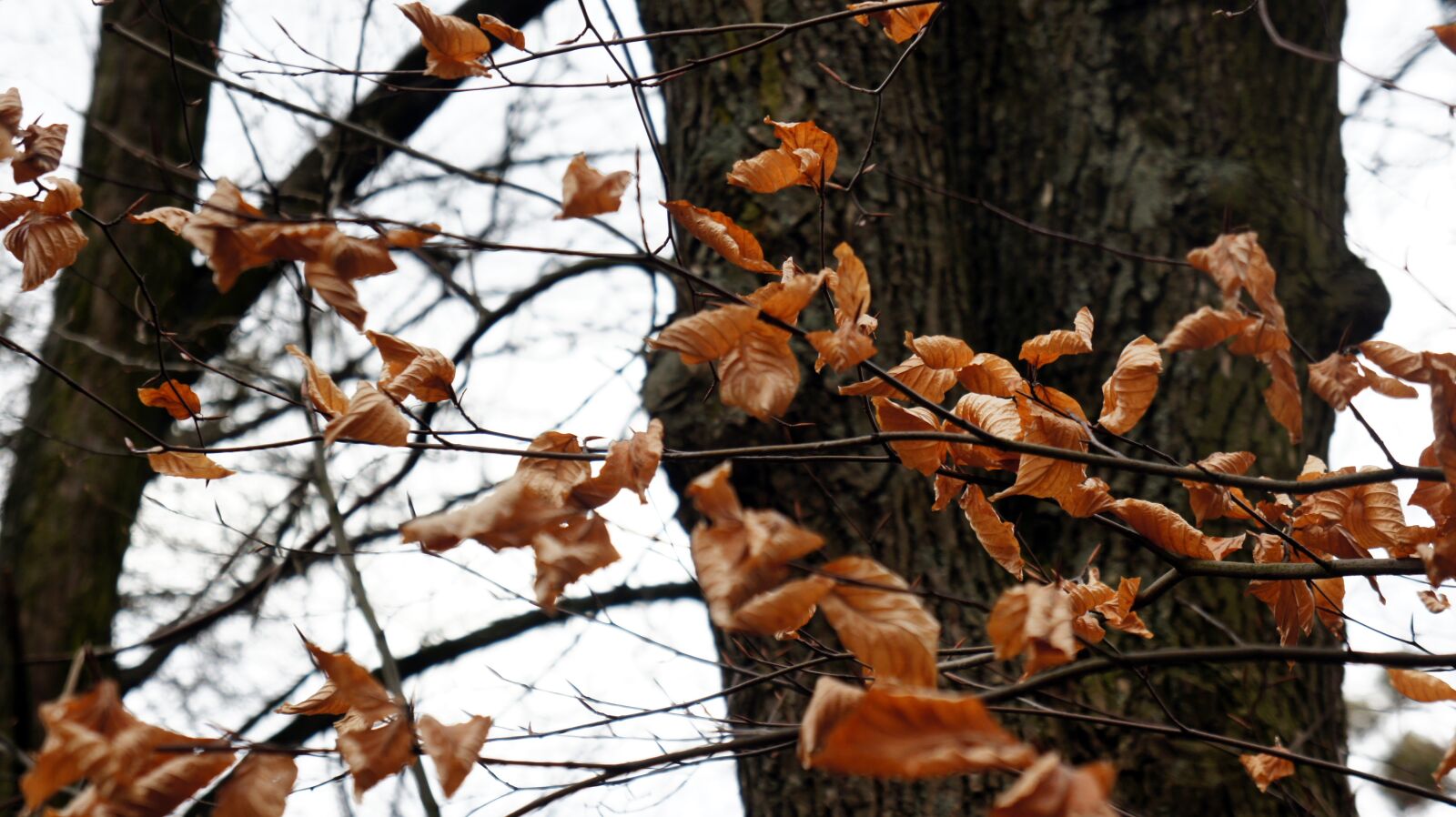 Sony Alpha NEX-3 + Sony E 18-55mm F3.5-5.6 OSS sample photo. Leaves, autumn, nature photography