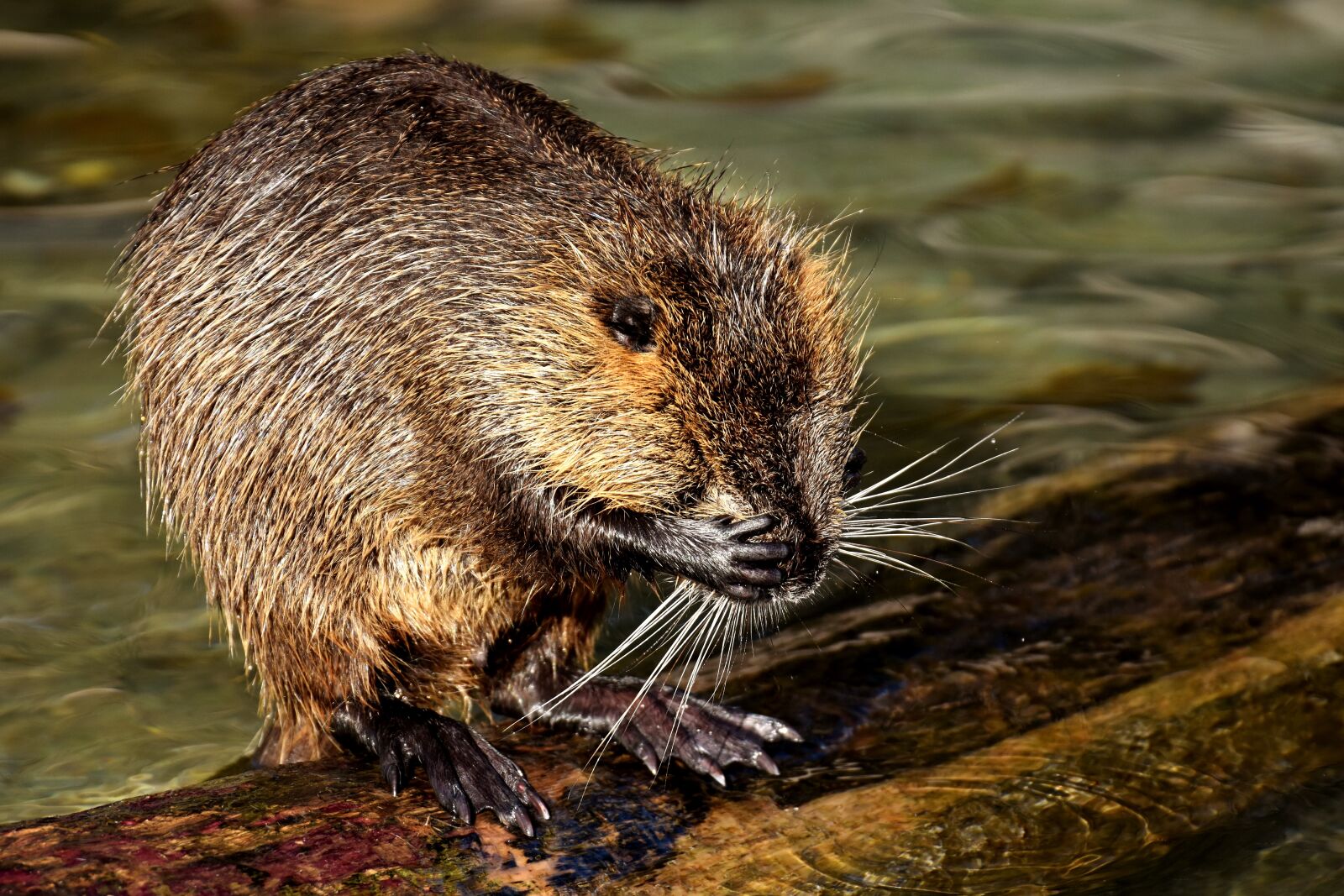 Nikon D7200 sample photo. Nutria, water rat, water photography
