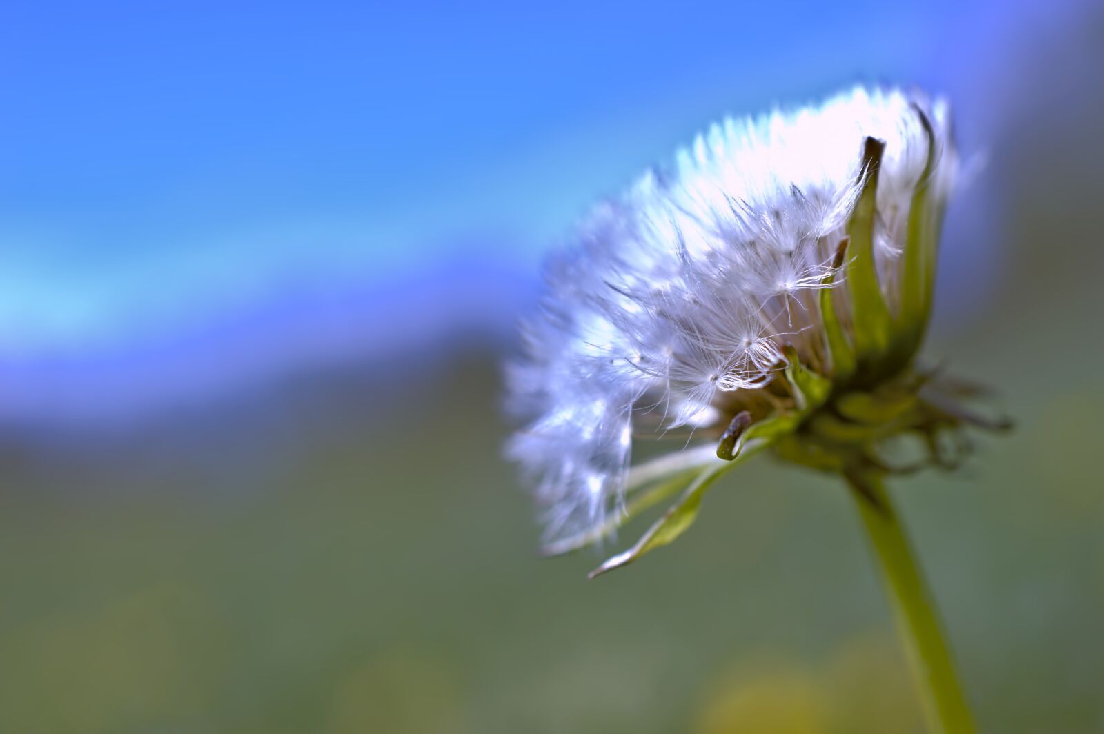 Nikon D3200 sample photo. Dandelion, common dandelion, taraxacum photography