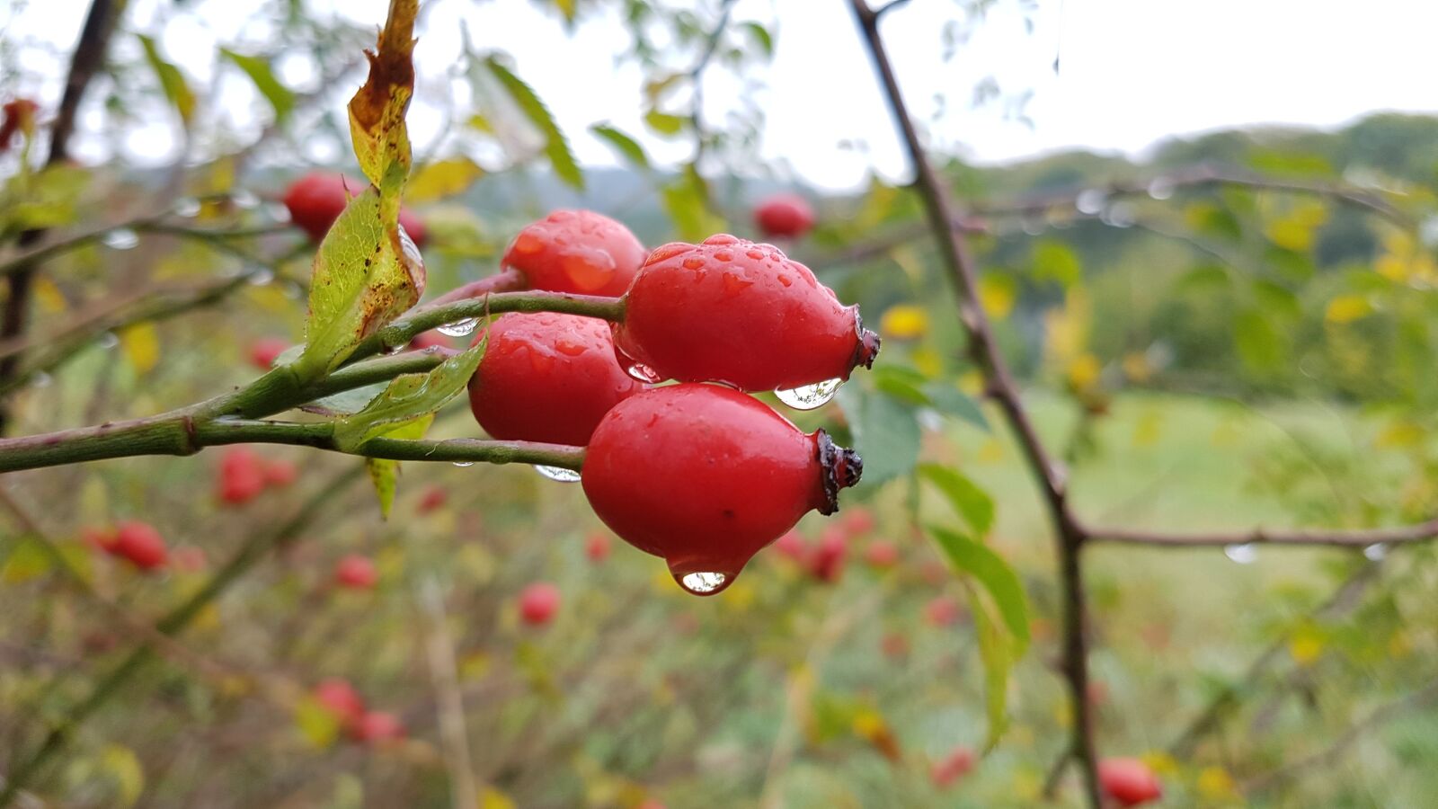 Samsung Galaxy S7 sample photo. Rose hip, drop of photography