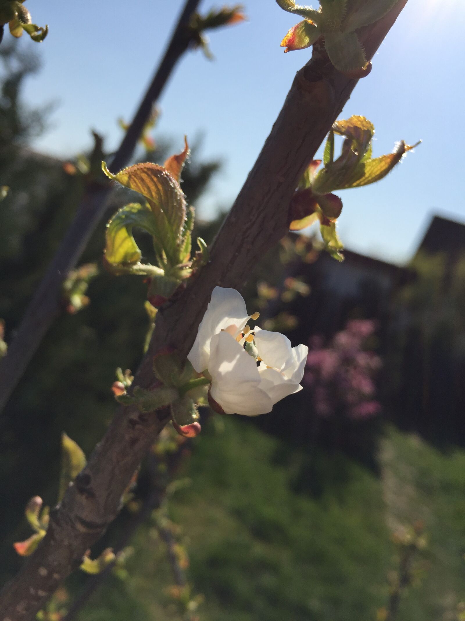 iPhone 6 Plus back camera 4.15mm f/2.2 sample photo. Cherry blossom, cherry, flower photography