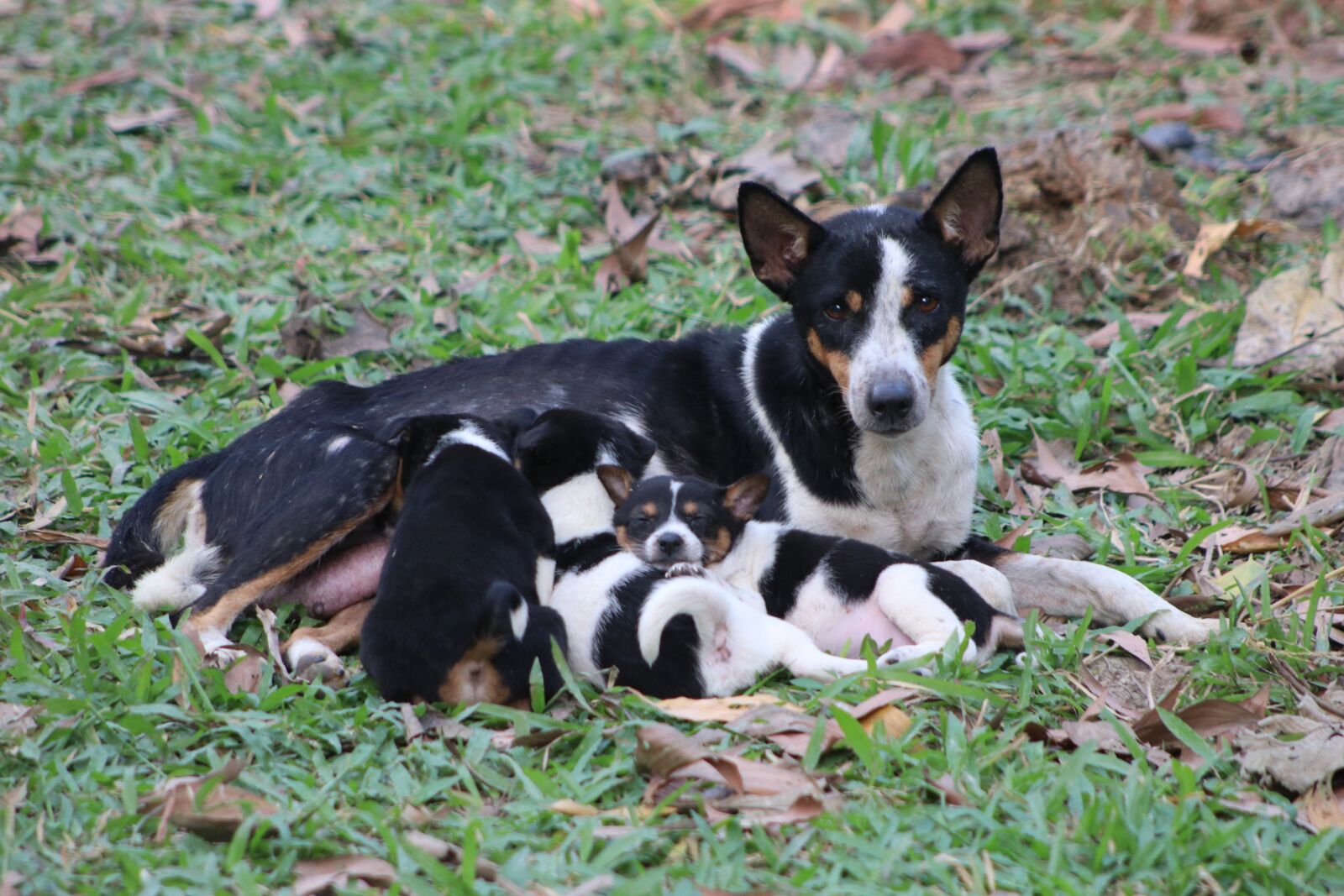 Canon EF75-300mm f/4-5.6 sample photo. Puppy, animal, pet photography