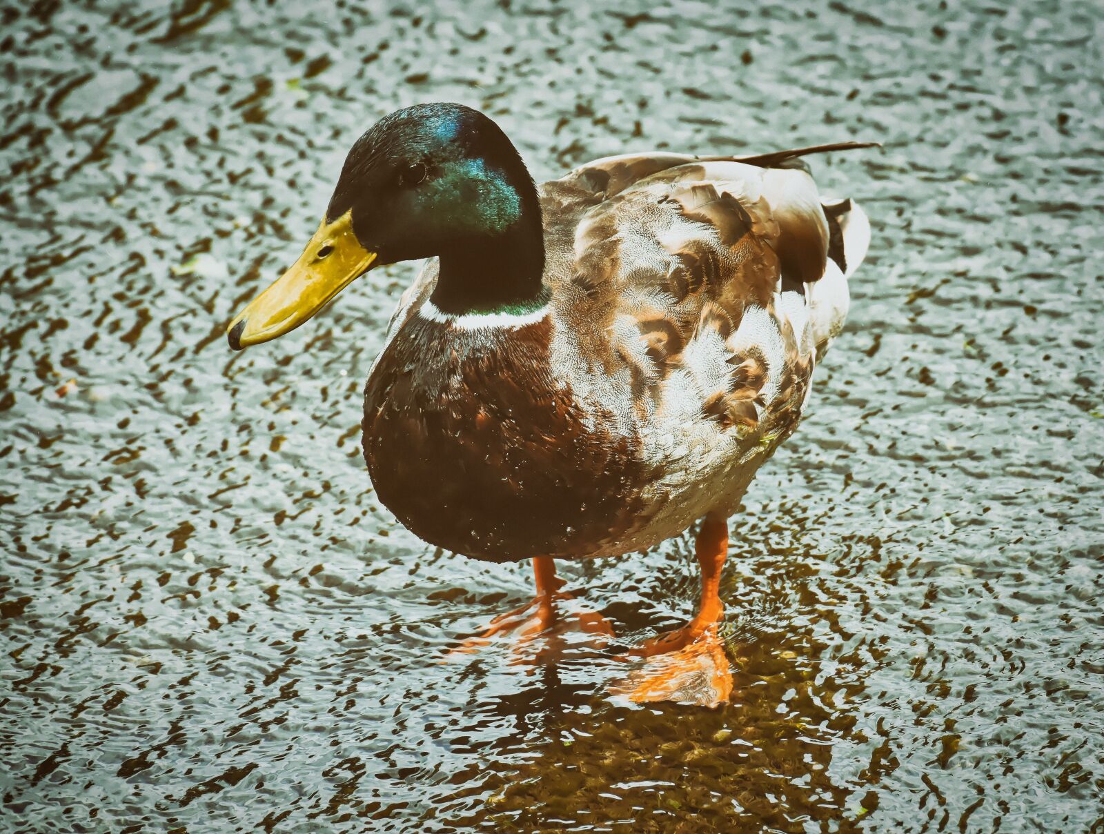 Nikon D7200 sample photo. Drake, mallard, water bird photography