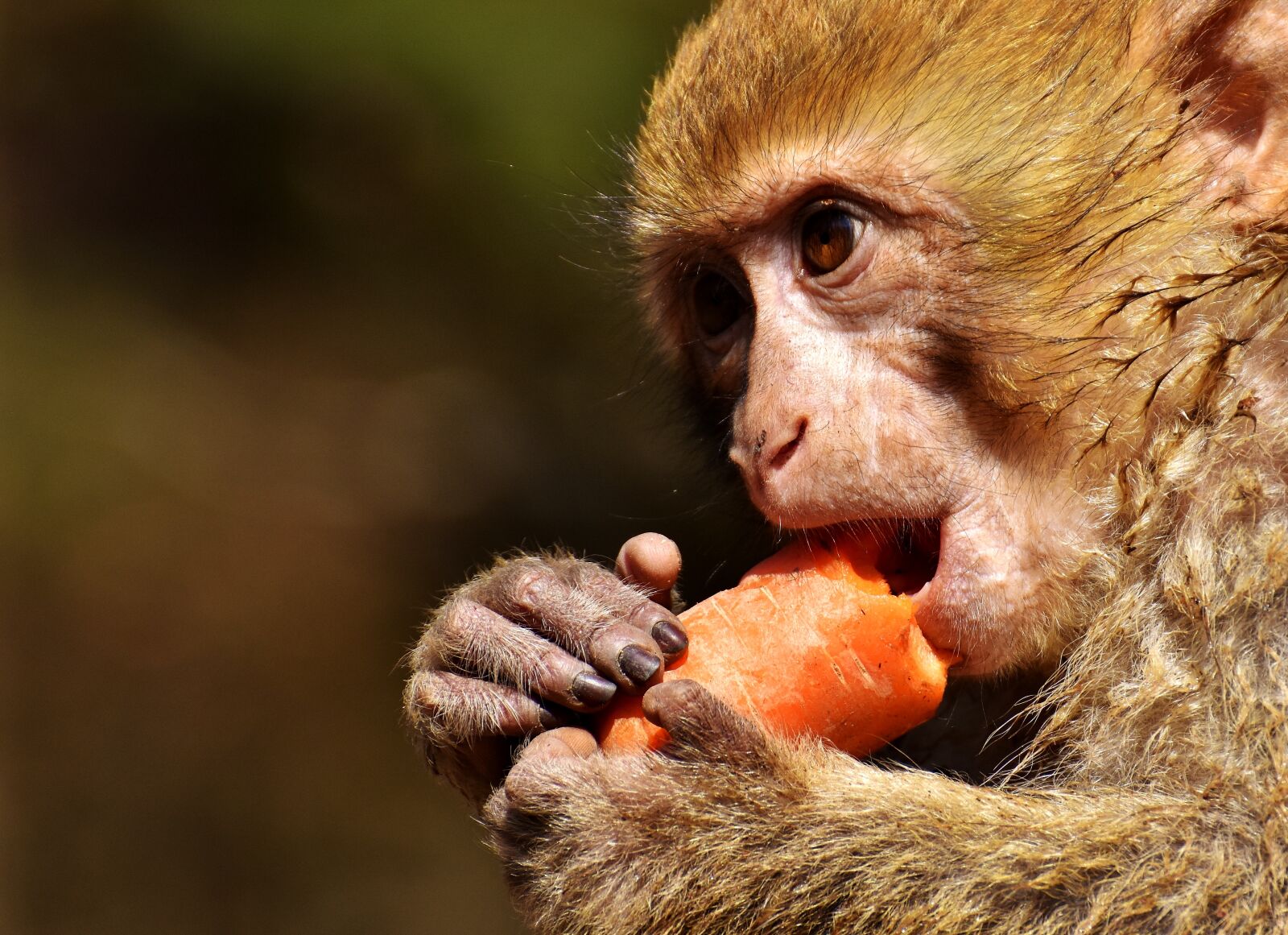 Nikon D7200 sample photo. Barbary ape, endangered species photography