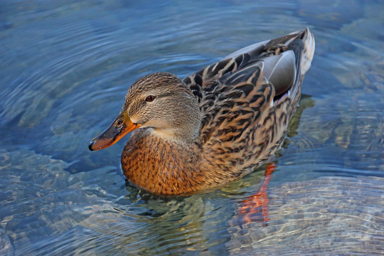 Canon EOS 60D sample photo. Duck, nature, lake photography