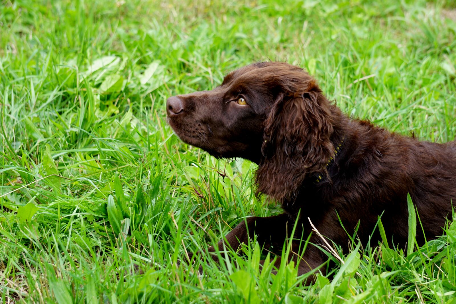 Sony E 55-210mm F4.5-6.3 OSS sample photo. German quail dog, hunting photography
