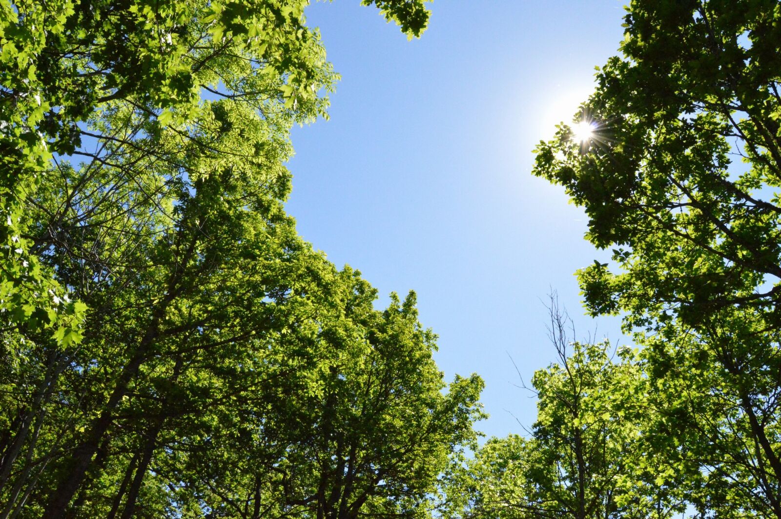 Nikon D3200 sample photo. Tree, forest, sunlight photography