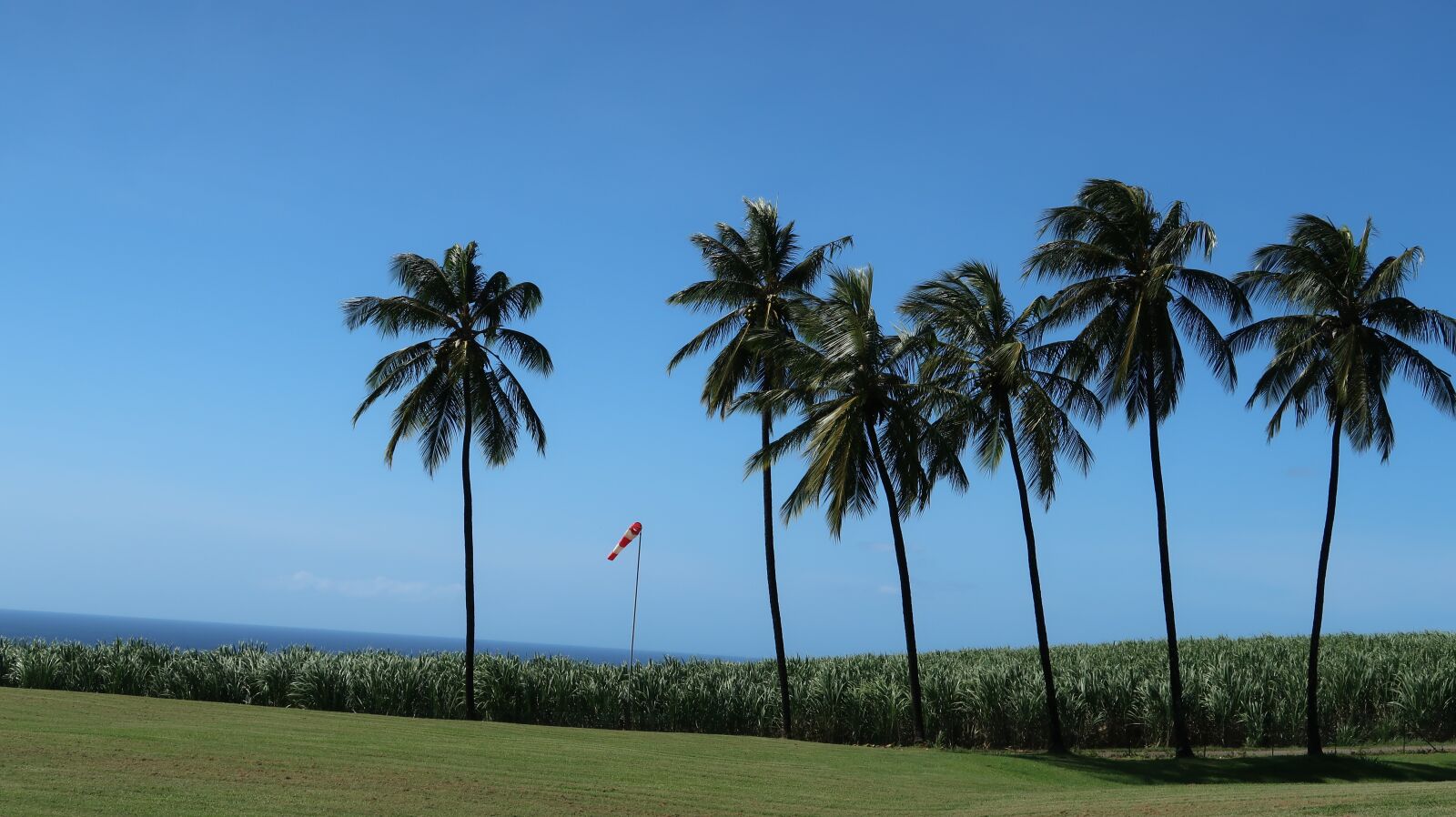 Canon PowerShot G7 X Mark II sample photo. Martinique, tree, caribbean photography