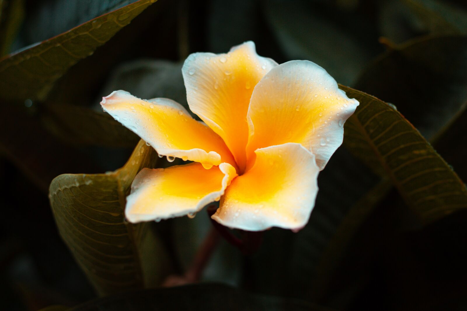 Canon EOS 700D (EOS Rebel T5i / EOS Kiss X7i) + Canon EF 50mm F1.8 STM sample photo. Plumeria, flower, thailand photography