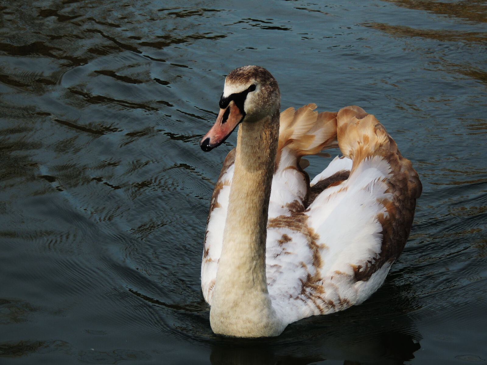 Nikon Coolpix P510 sample photo. Animal, animal, photography, bird photography