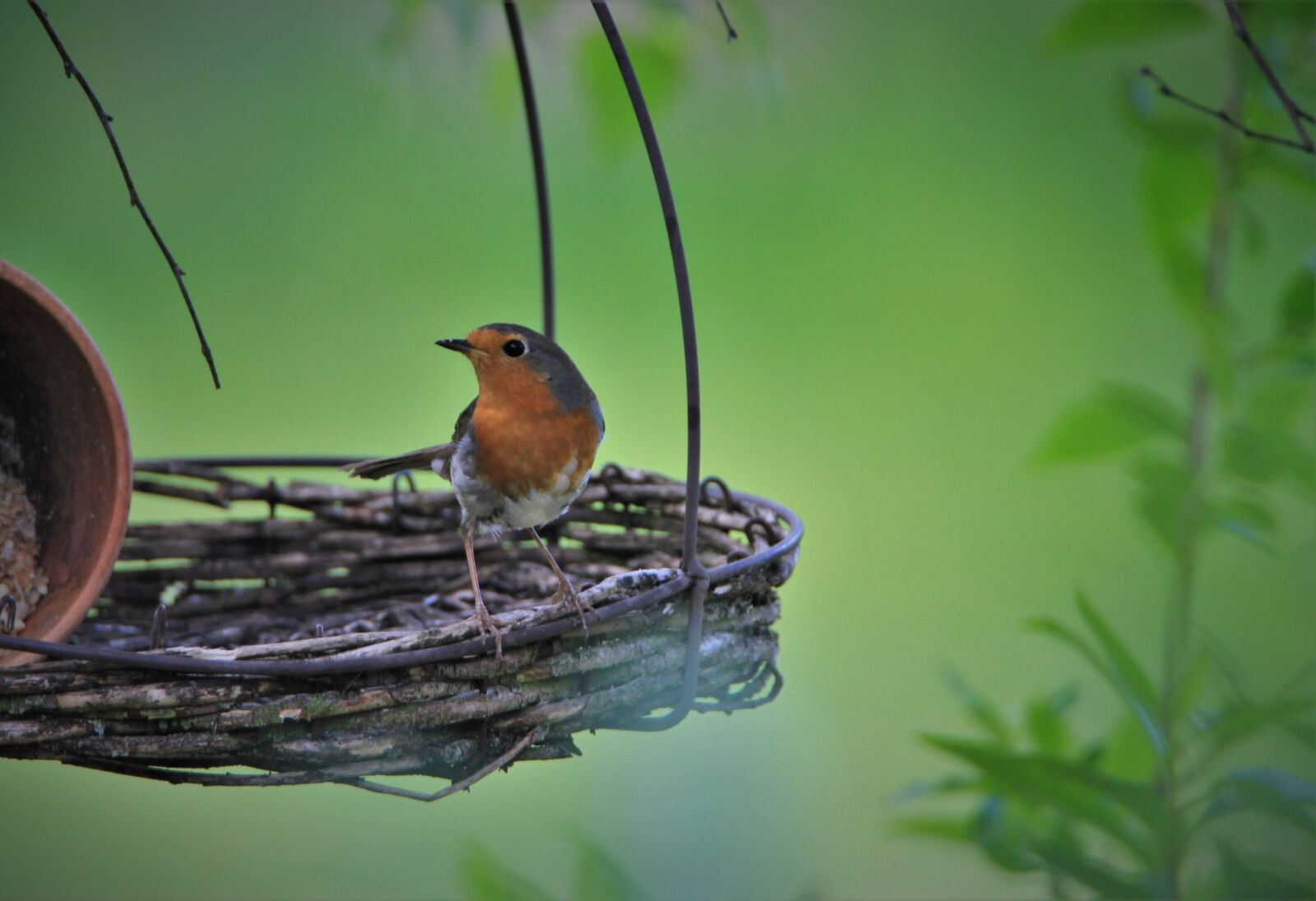 Canon EOS 7D sample photo. Robin, songbird, bird photography