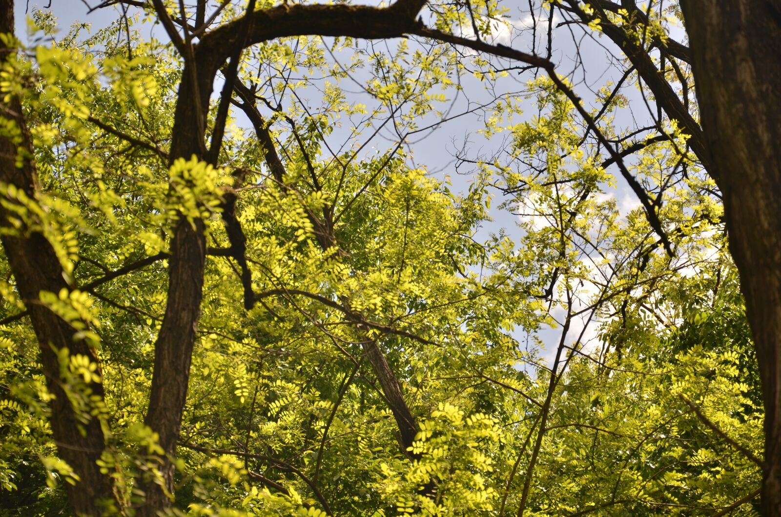 Nikon D7000 sample photo. Tree, nature, wood photography