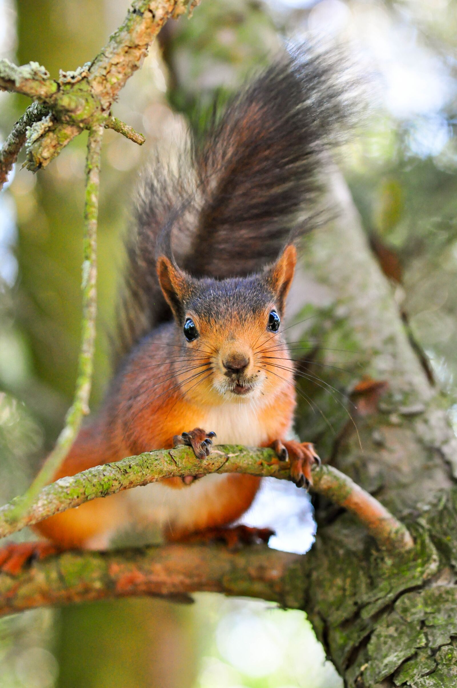 Nikon D90 sample photo. Cute animals, nature, animal photography