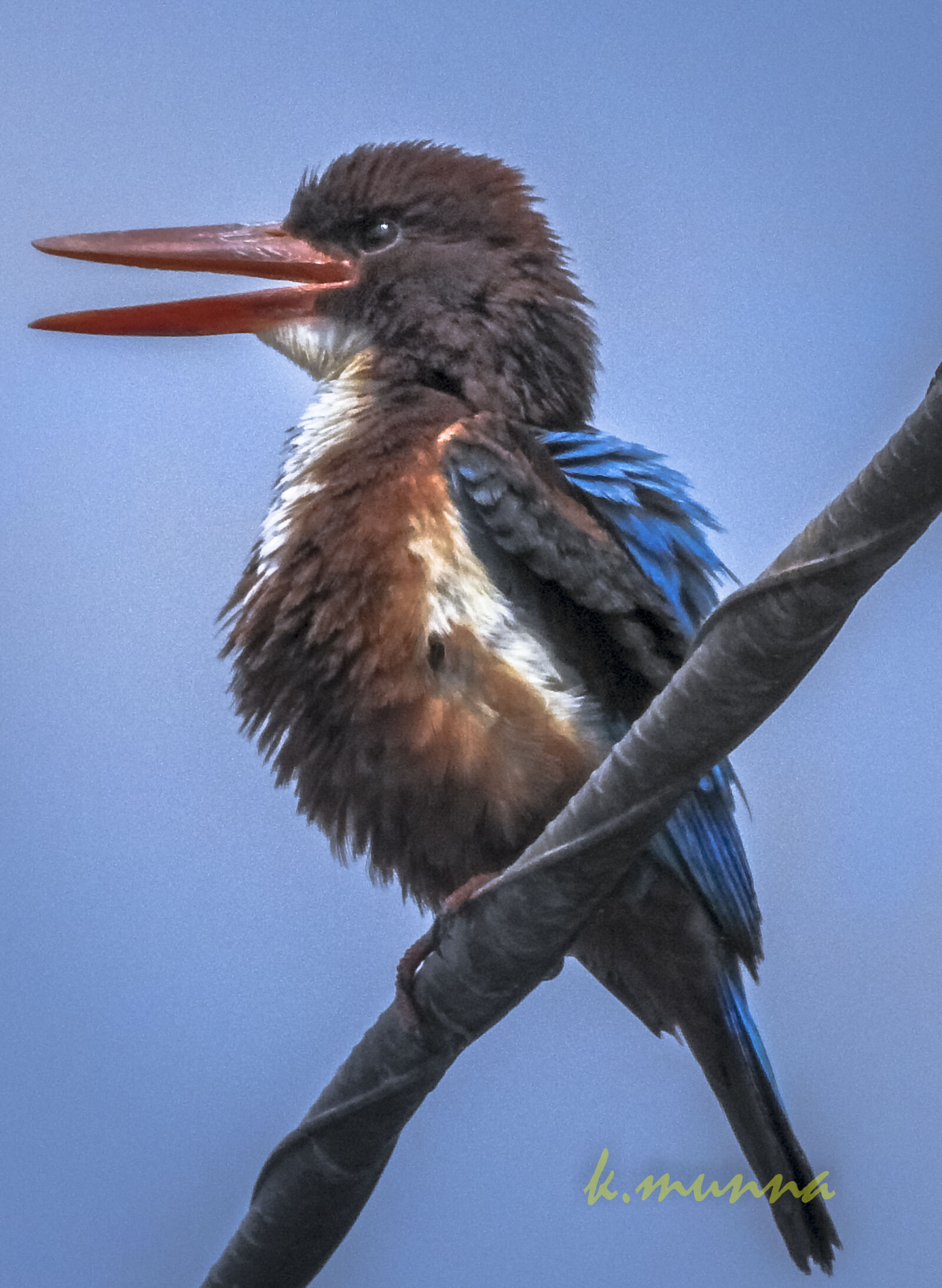 Nikon Coolpix P900 sample photo. Bird, kingfisher photography