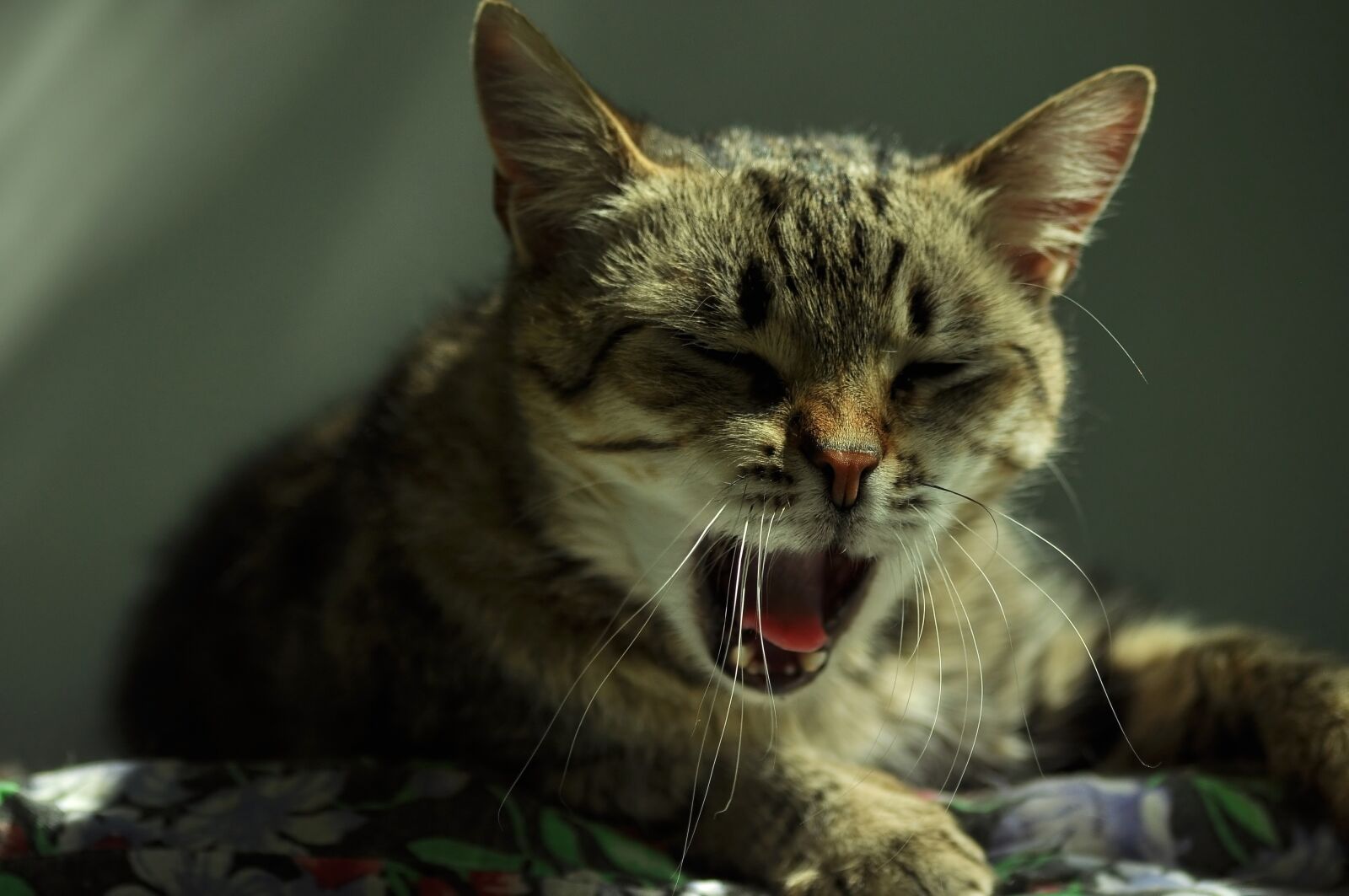 Nikon D90 sample photo. Cat, yawns, lie photography
