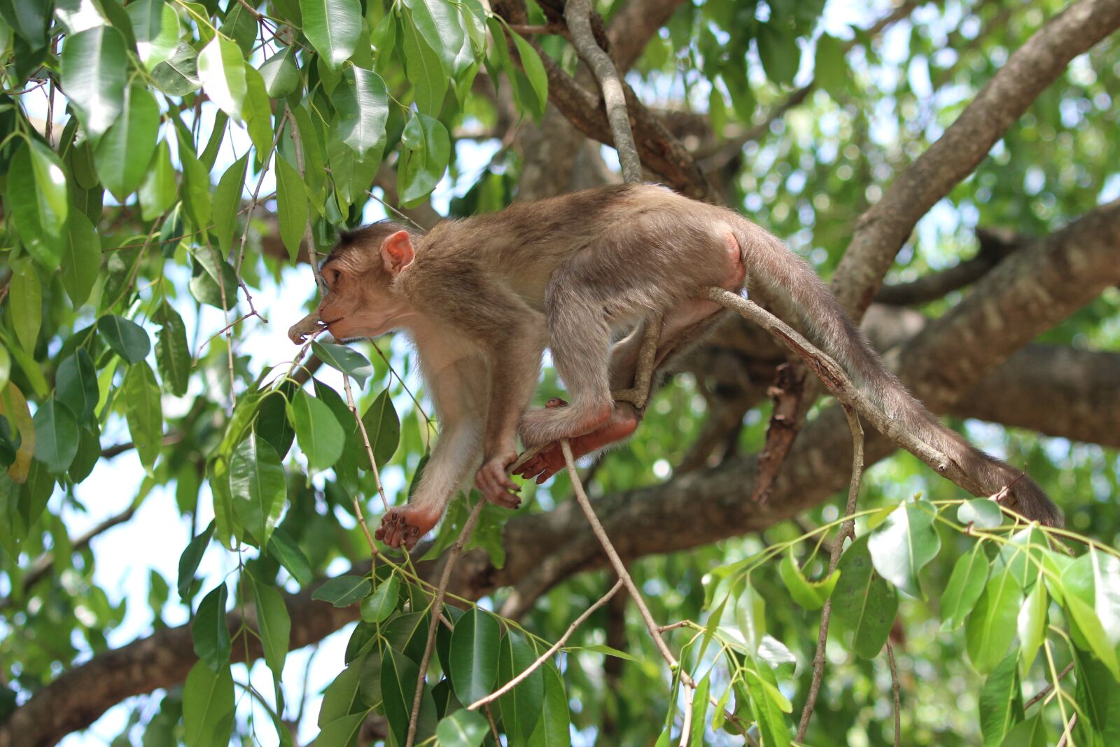 Canon EF 70-300 F4-5.6 IS II USM sample photo. Monkey, branch, wild photography