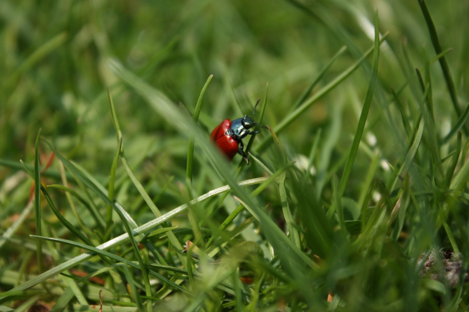 Canon EOS 450D (EOS Rebel XSi / EOS Kiss X2) sample photo. Beetle, grass, insect photography