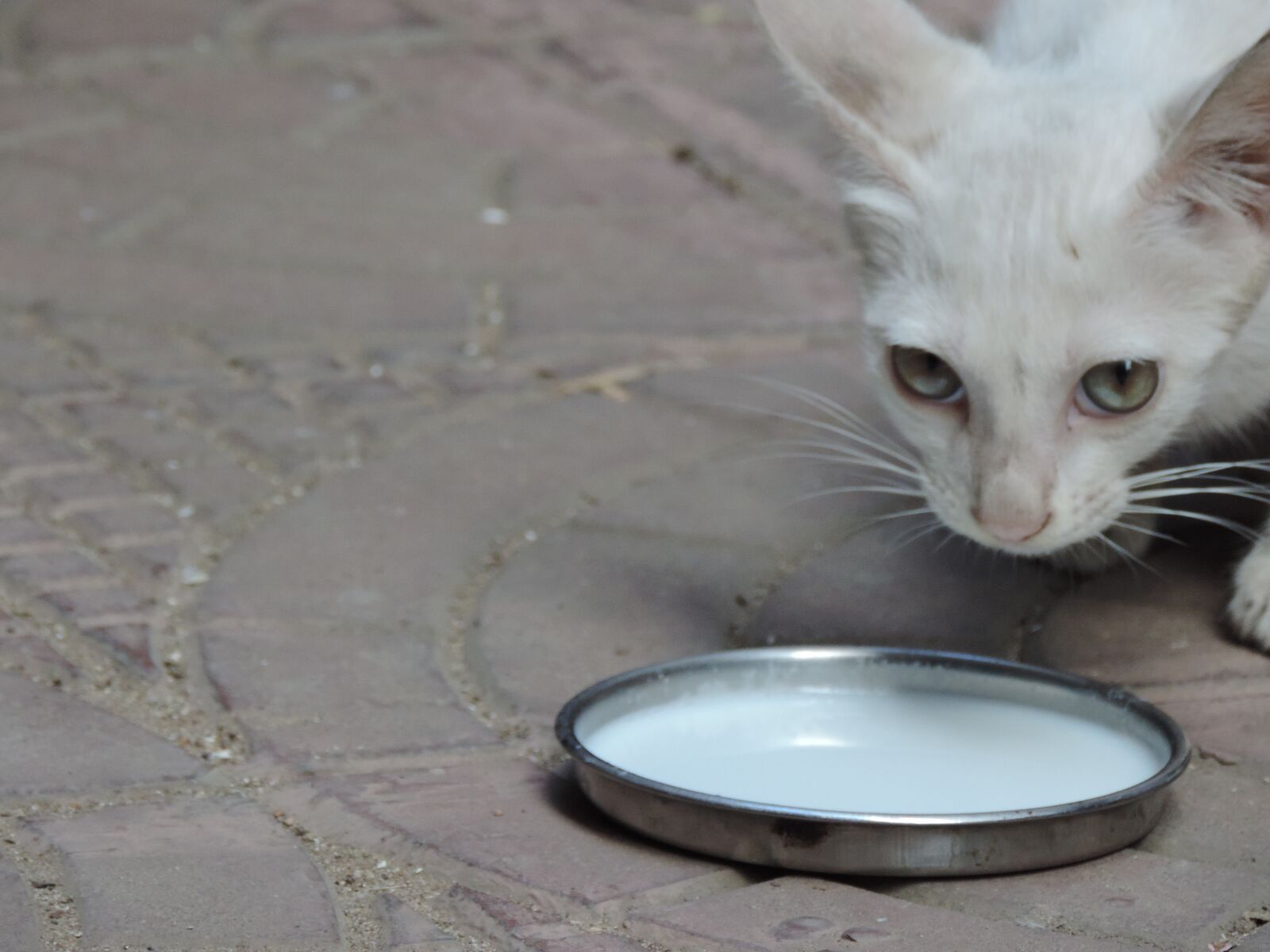 Nikon Coolpix P520 sample photo. Shy, kitten, cute photography