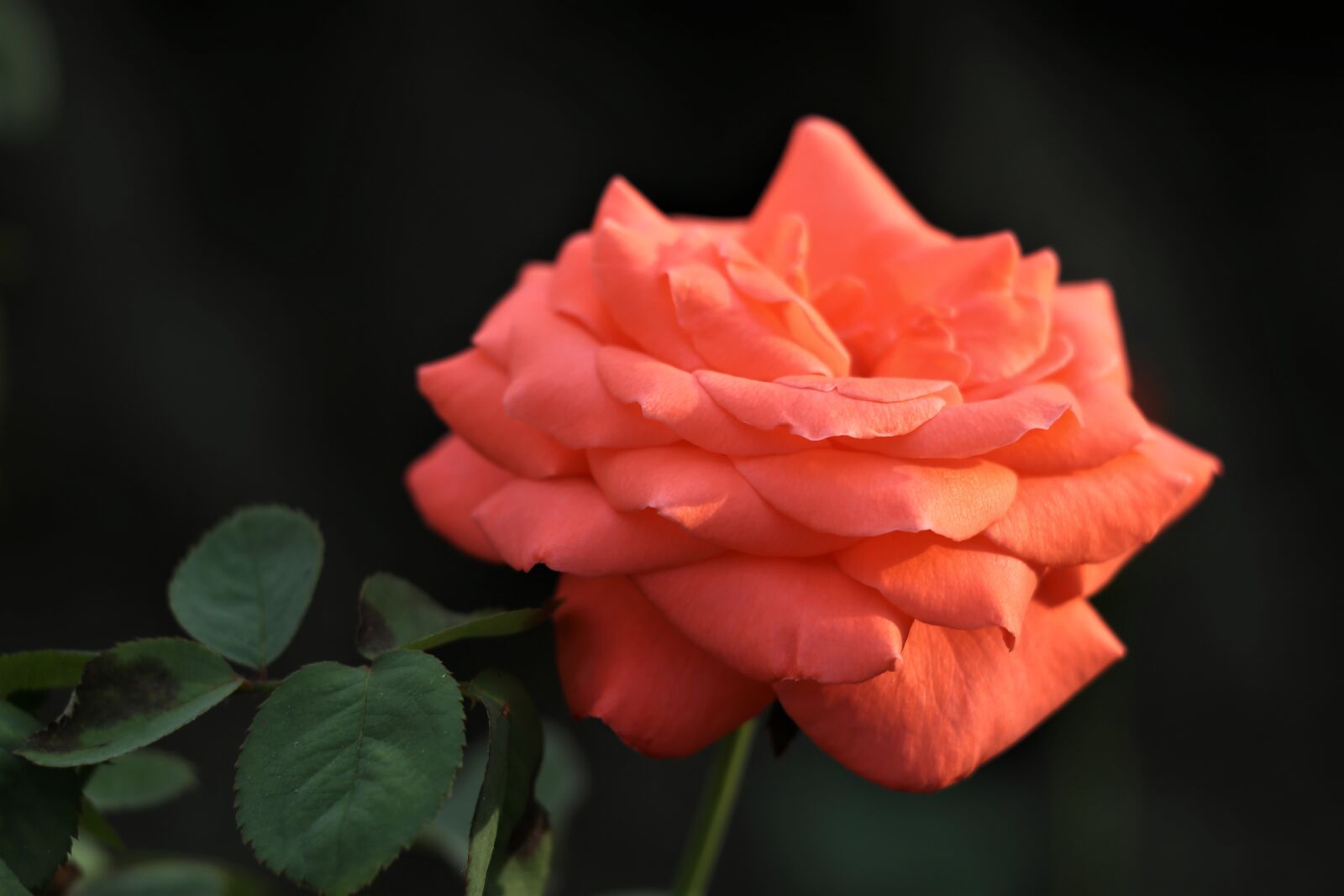 Canon EOS 6D + Canon EF 70-300 F4-5.6 IS II USM sample photo. Orange rose, romantic, colorful photography