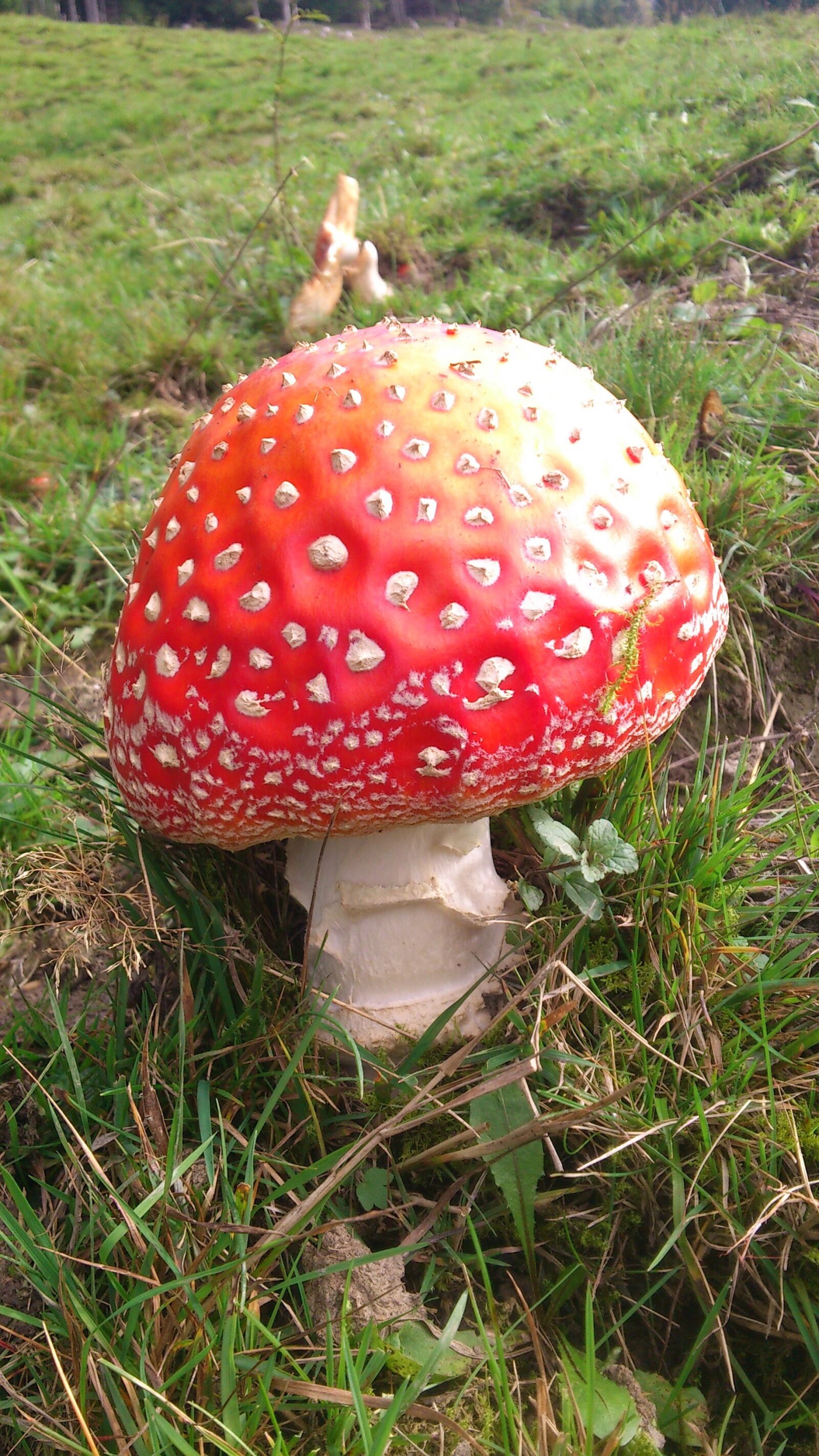 Sony Ericsson Xperia arc S sample photo. Fly agaric, nature, colorful photography