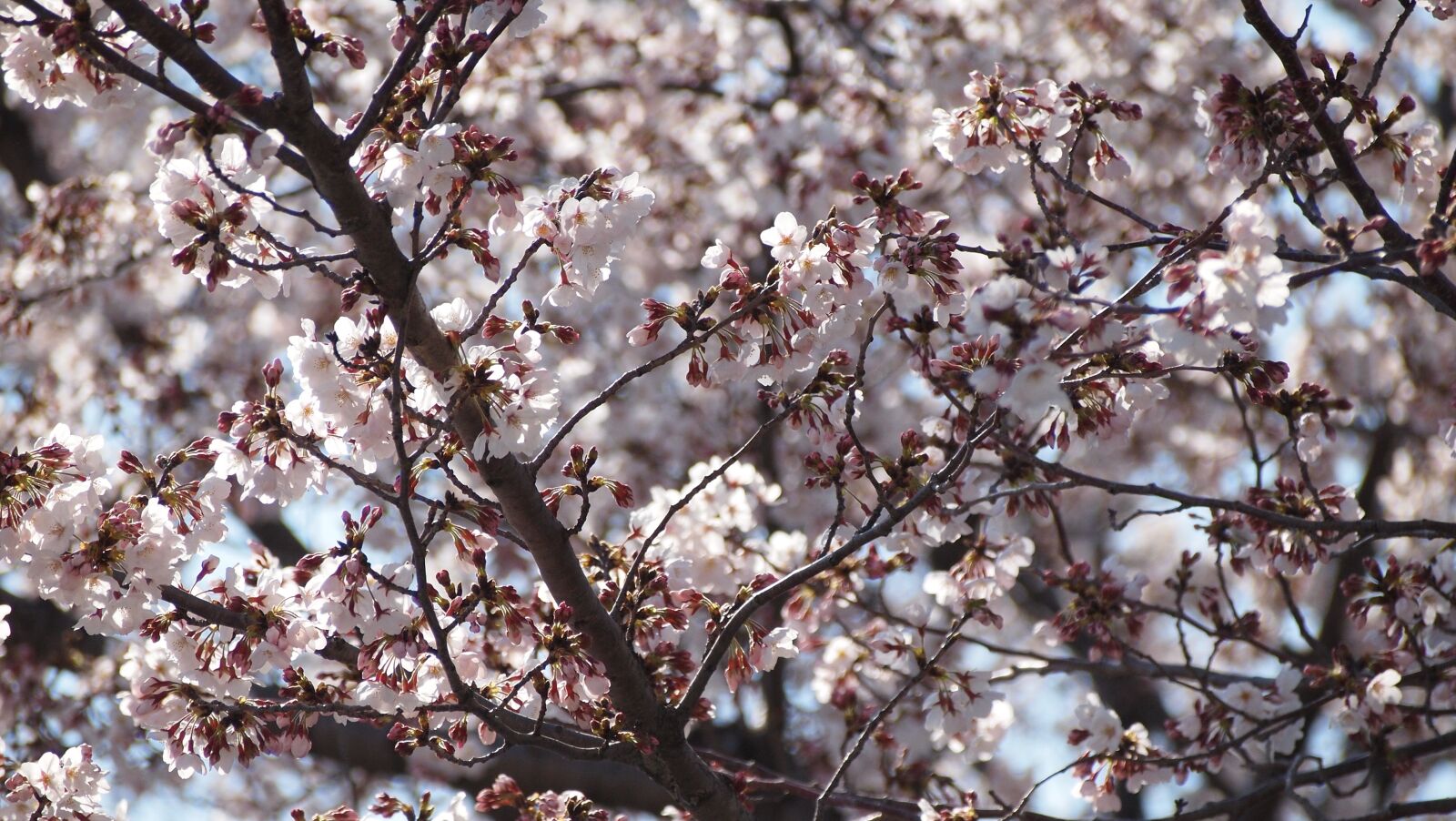 Olympus PEN E-P1 sample photo. Cherry blossoms, sakura, pink photography