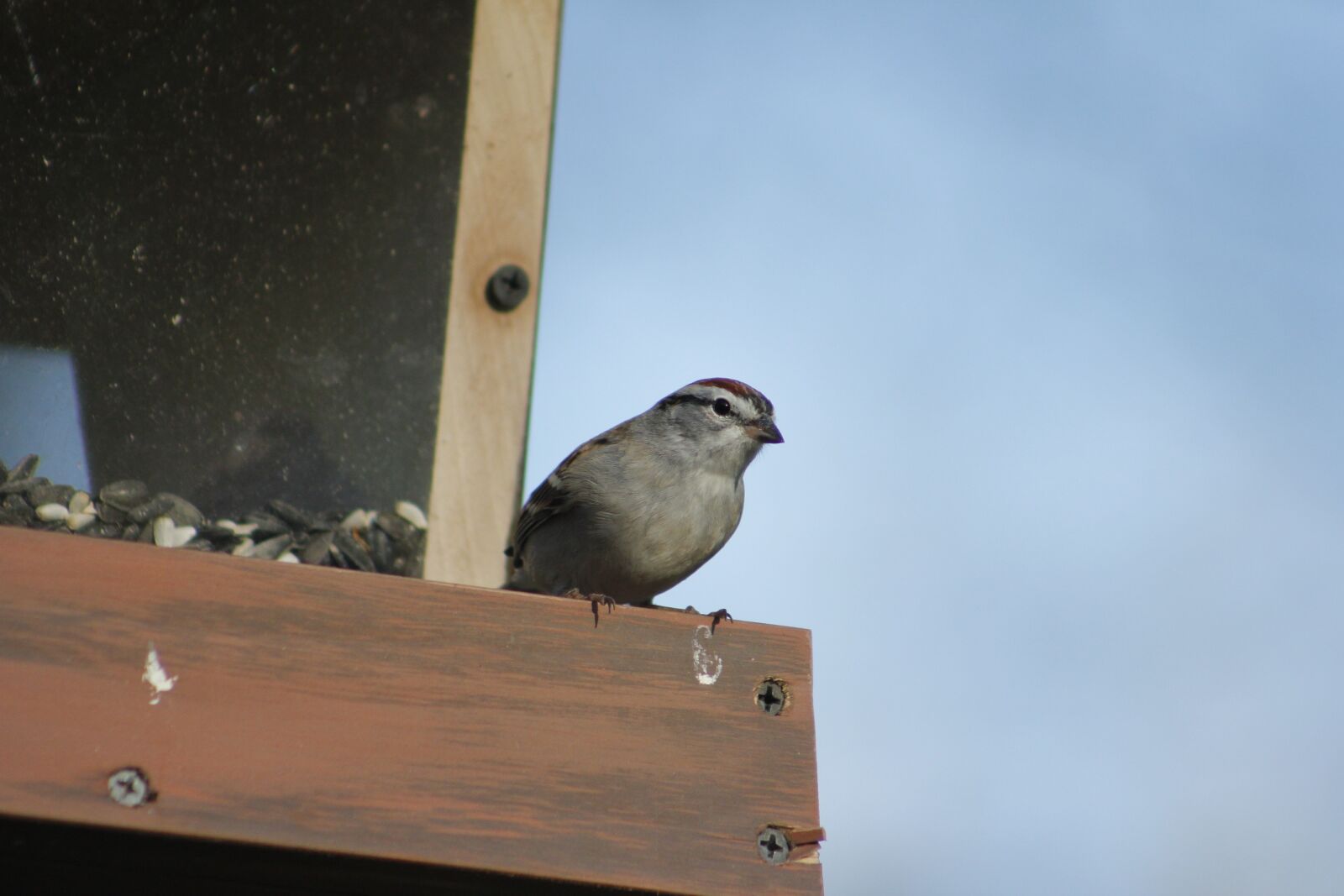Canon EOS 550D (EOS Rebel T2i / EOS Kiss X4) sample photo. Outdoors, bird, nature photography