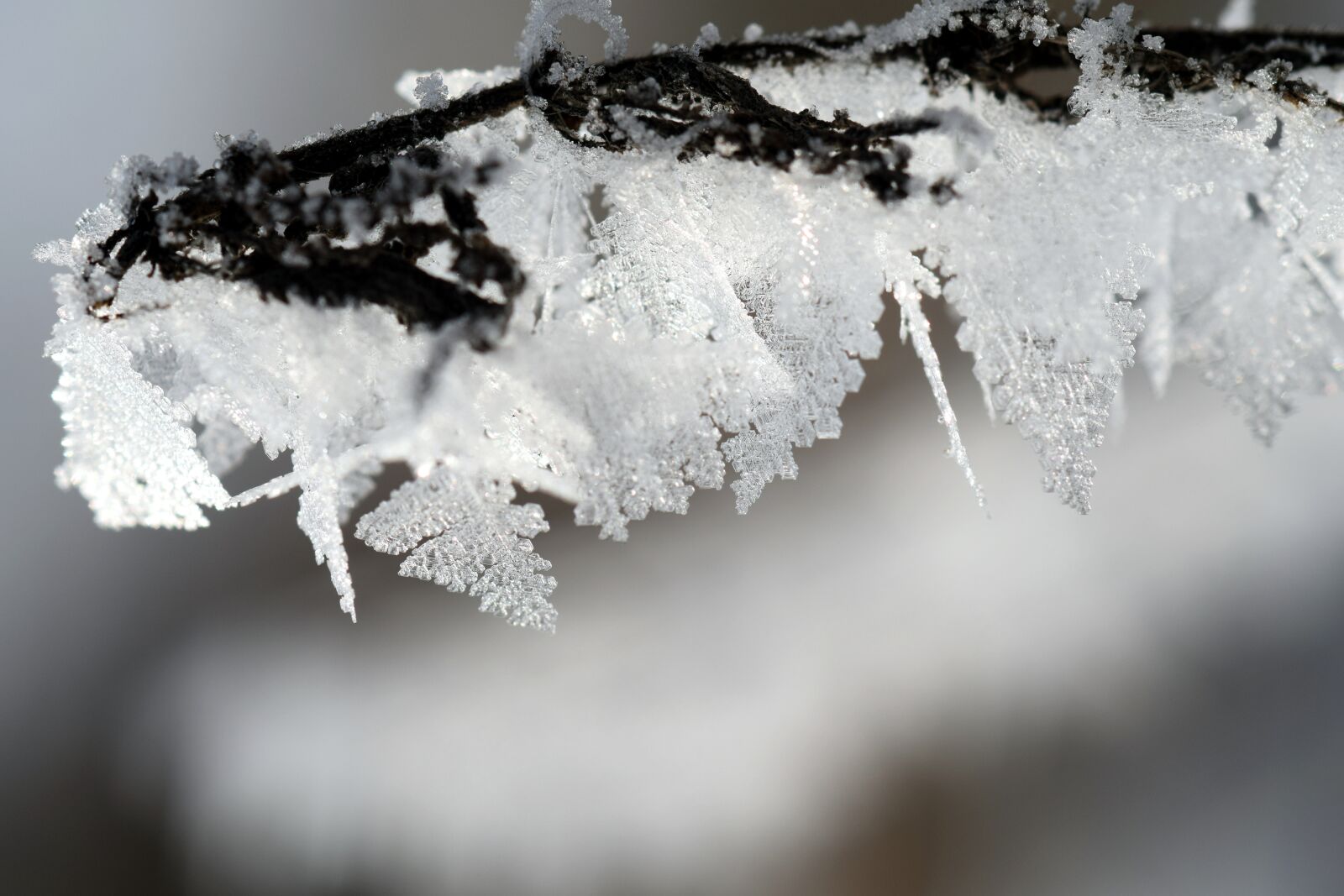 Nikon D3300 sample photo. Frost, winter, wintry photography