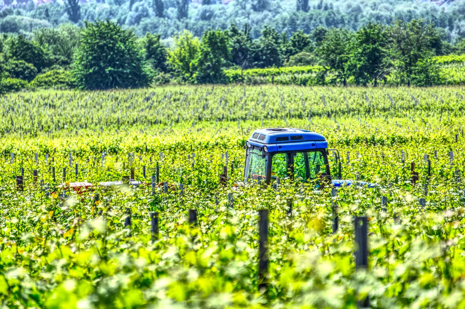 Sony a6000 sample photo. Tractor, vineyard tractor, vineyard photography