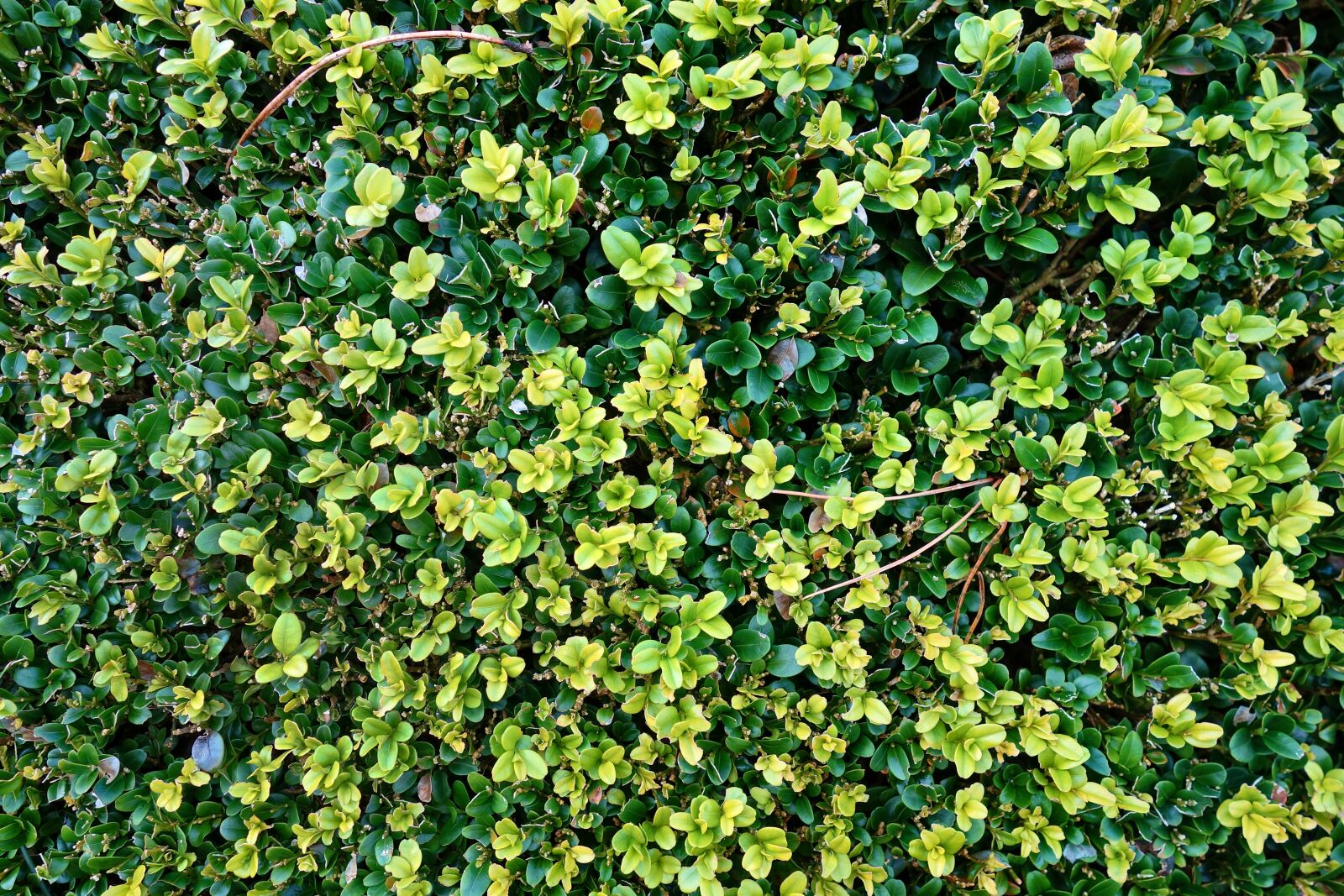 Sony Cyber-shot DSC-RX100 sample photo. Foliage, bush, shorn bush photography