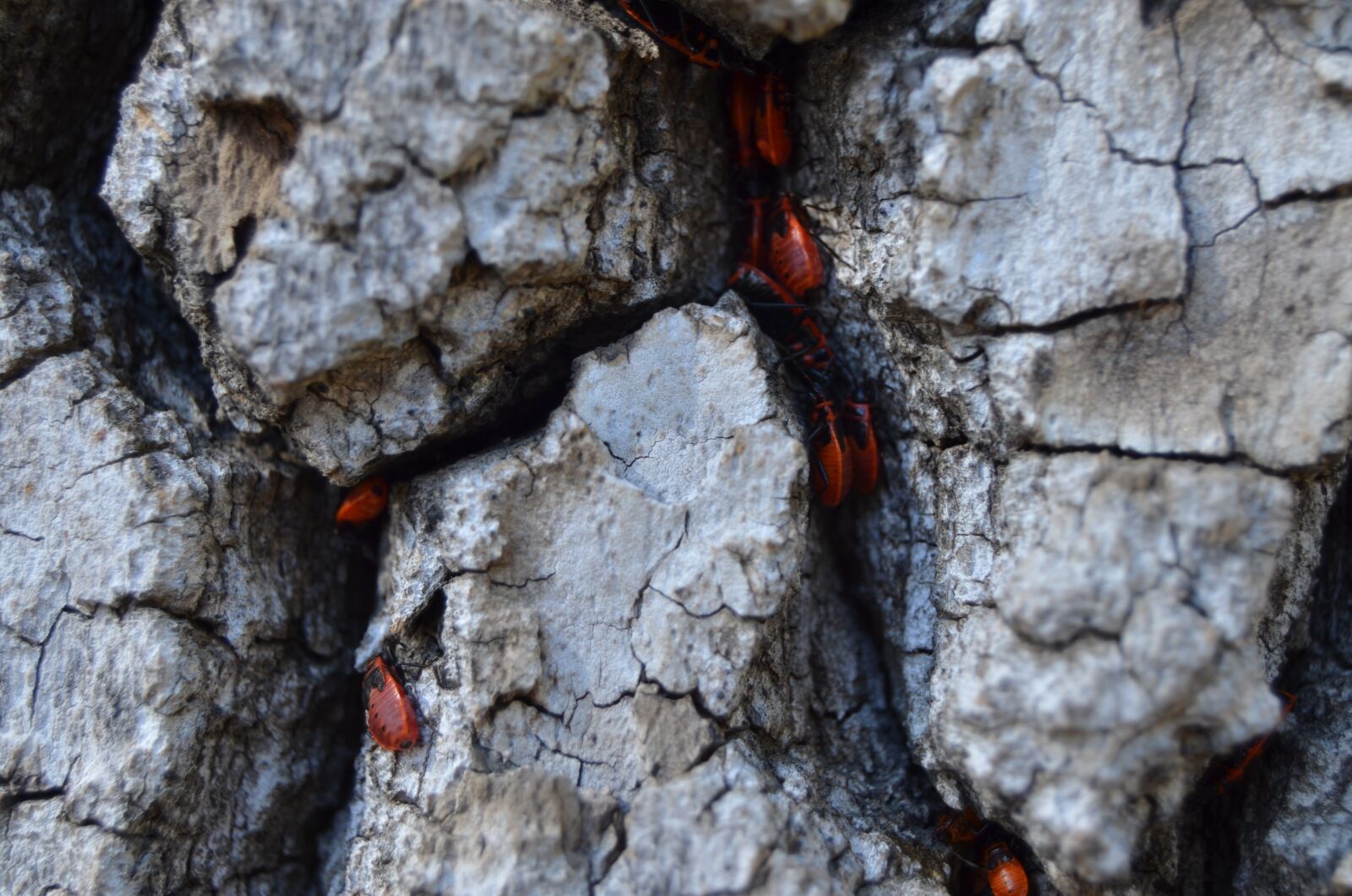 Nikon D5100 sample photo. Macro, red, life photography