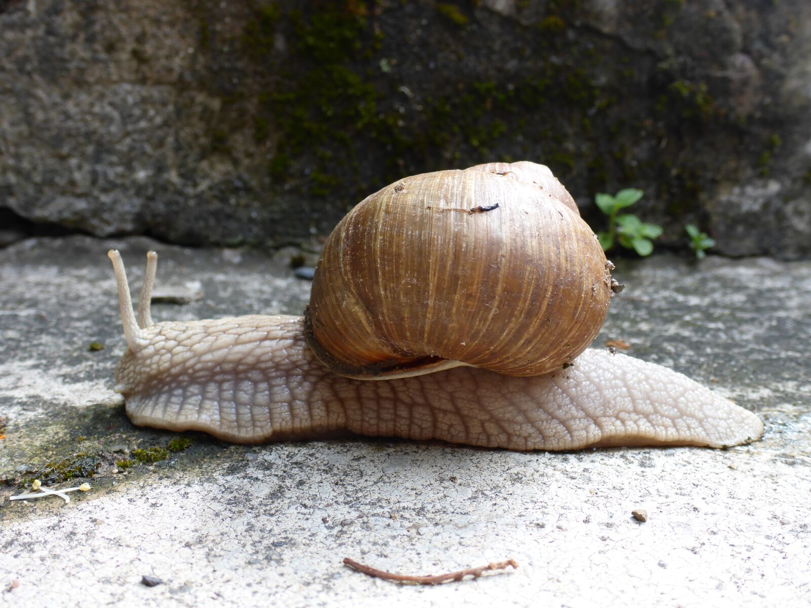 Panasonic Lumix DMC-TS5 (Lumix DMC-FT5) sample photo. Snail, animal, shell photography