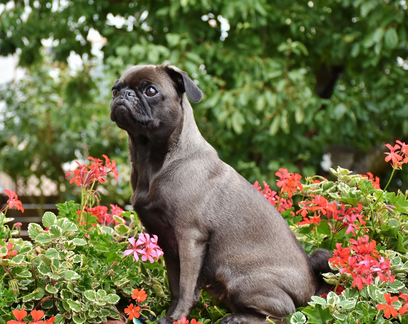 Nikon D7200 sample photo. Pug, dog, small photography