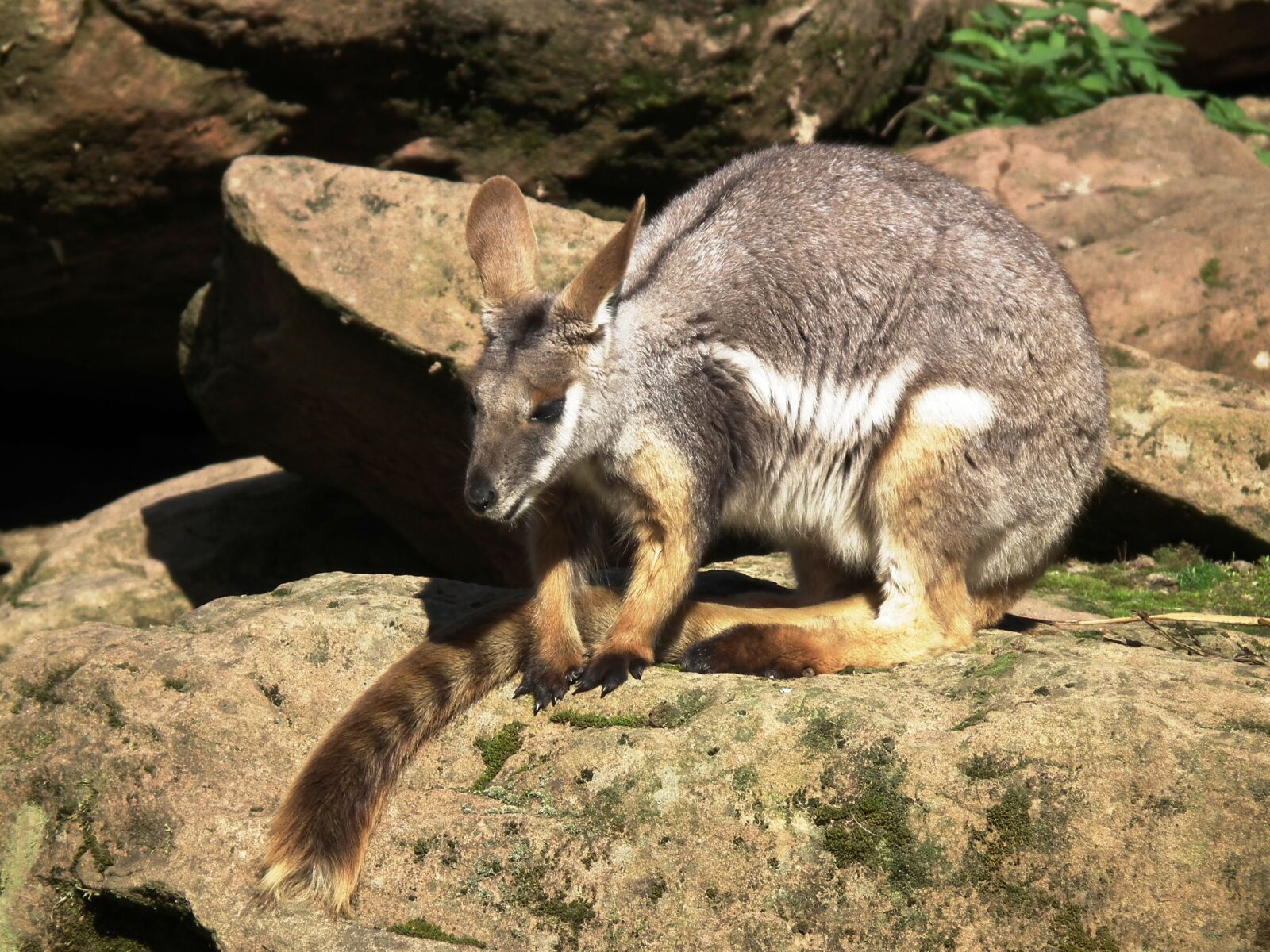 FujiFilm FinePix HS10 (FinePix HS11) sample photo. Kangaroo, marsupial, mammal photography