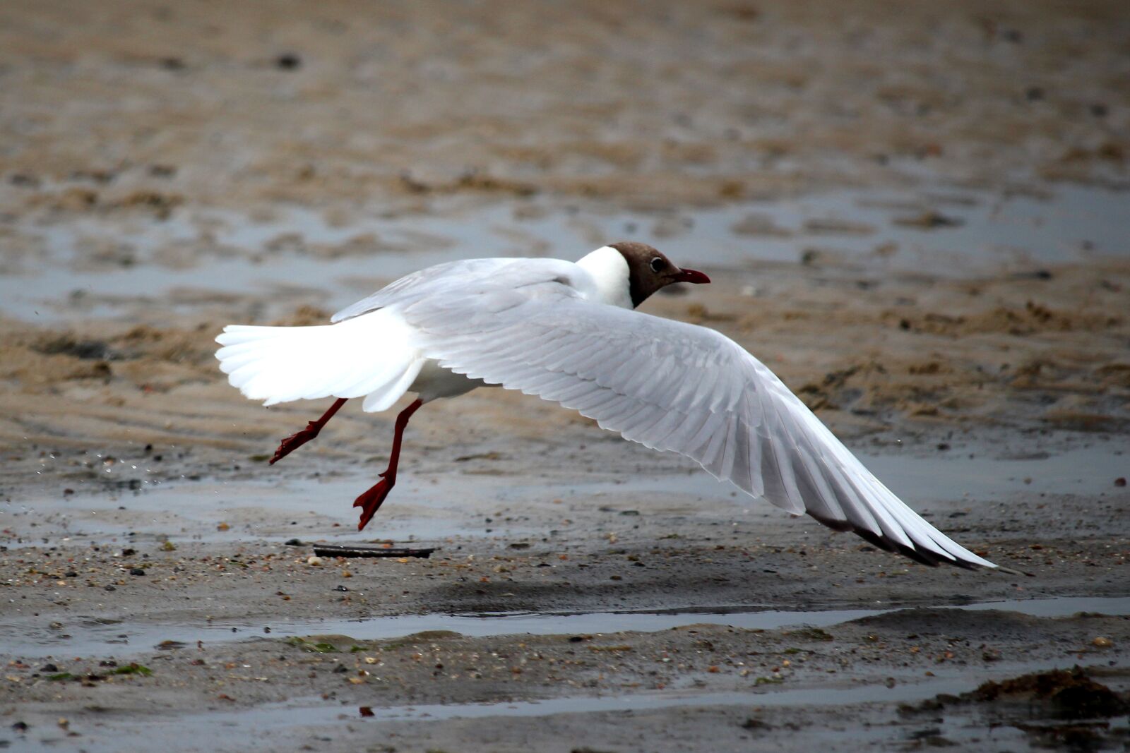 Canon EF-S 55-250mm F4-5.6 IS STM sample photo. Seagull, north sea, flight photography
