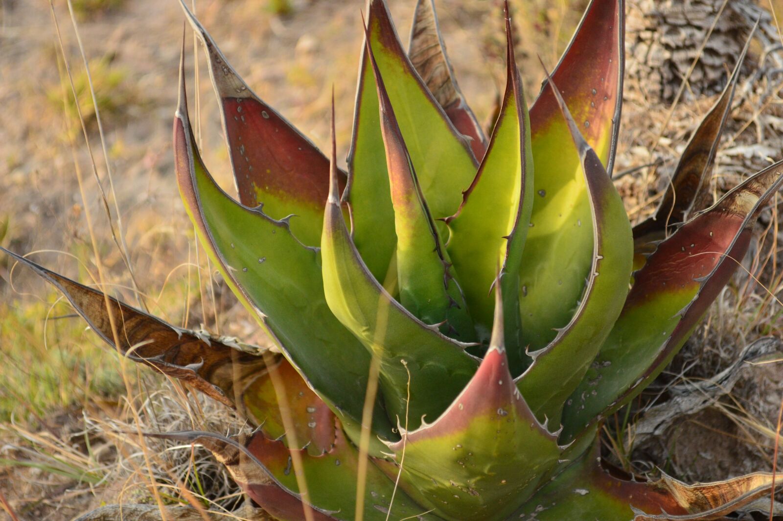Nikon D3200 sample photo. Aloe, sabila, nature photography