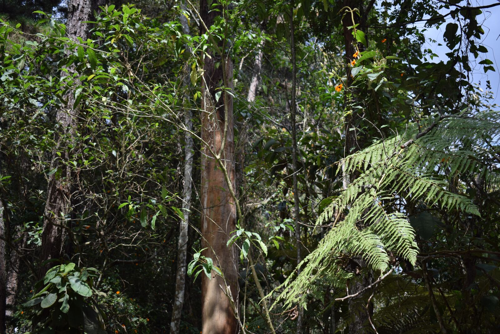 Nikon D5300 sample photo. Trees, day, sun photography