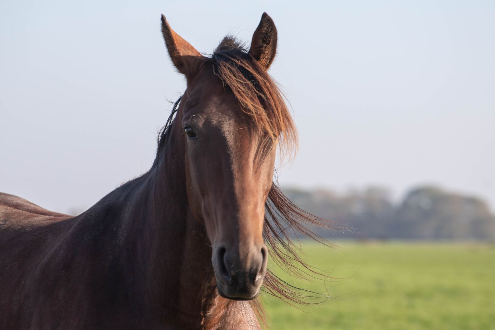 Canon EOS 6D Mark II sample photo. Horse, brown, pasture photography