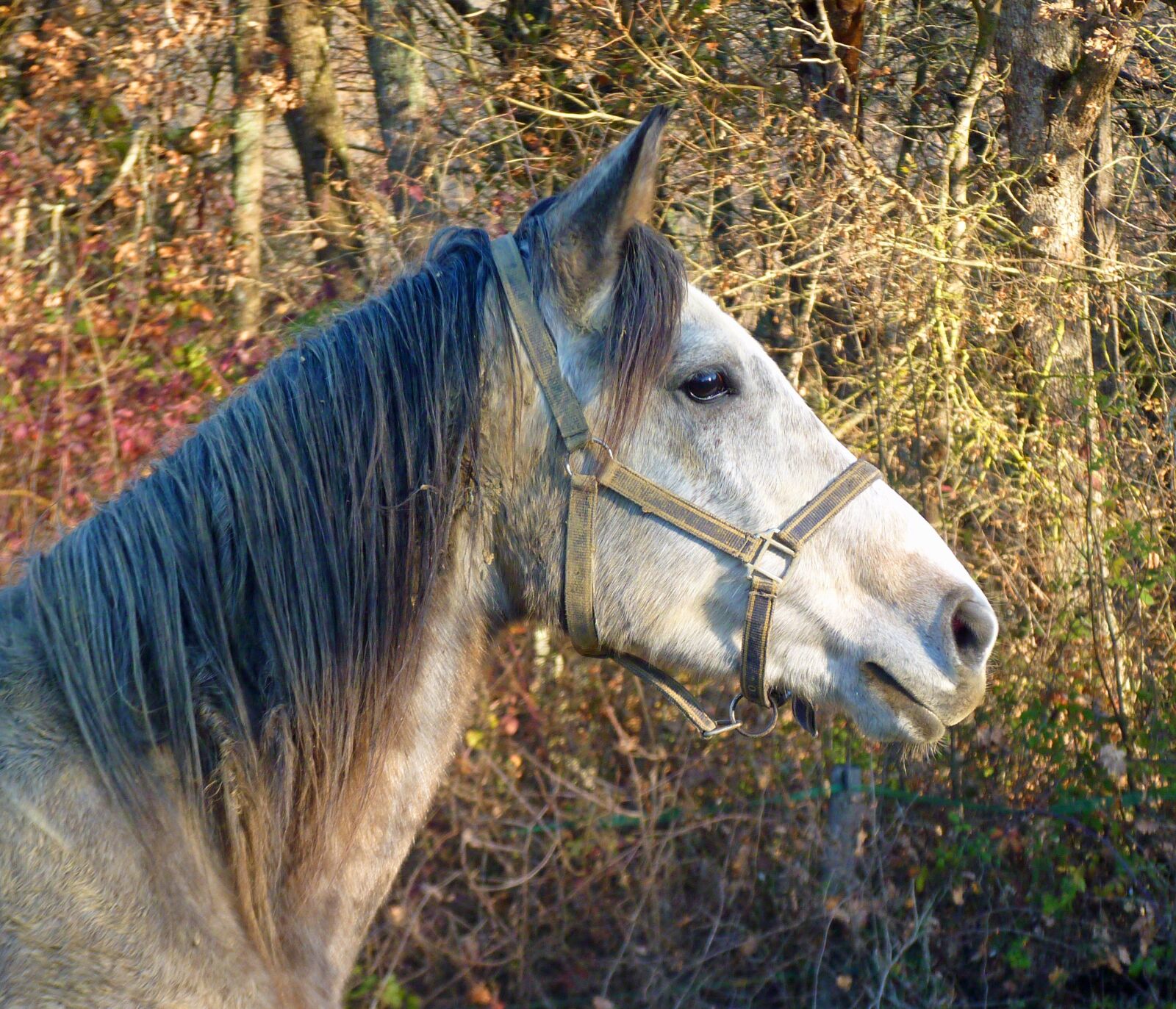 Panasonic Lumix DMC-FZ35 (Lumix DMC-FZ38) sample photo. Horse, pure arab blood photography