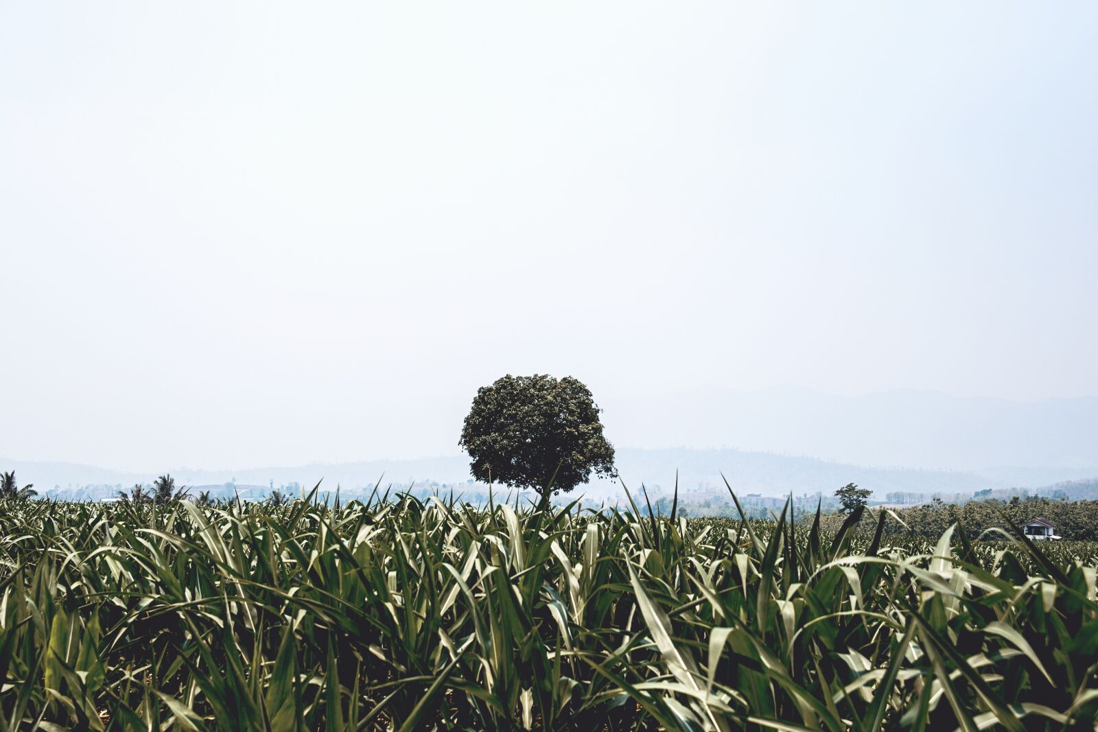 Canon EOS 6D sample photo. Nature, field, grass photography