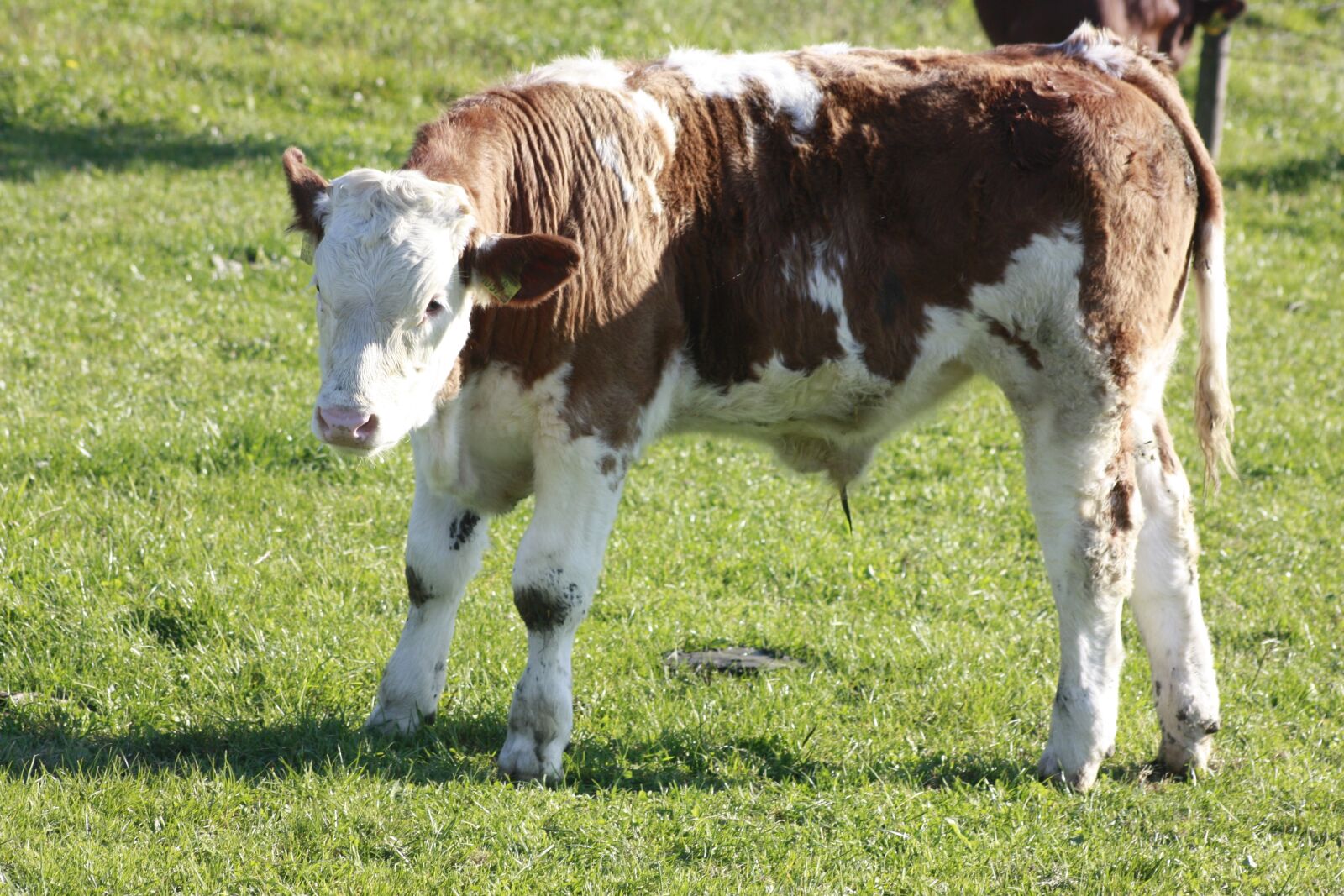 Canon EOS 450D (EOS Rebel XSi / EOS Kiss X2) sample photo. Calf, cow, pasture photography