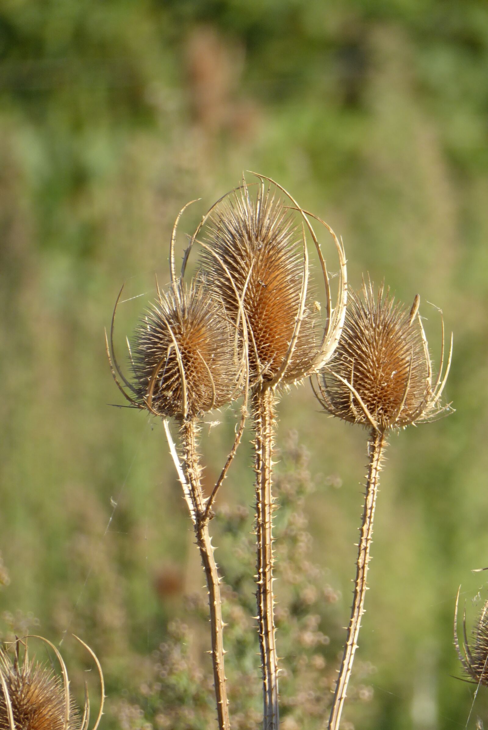 Panasonic Lumix DMC-ZS50 (Lumix DMC-TZ70) sample photo. Teazle, dried flowers, south photography